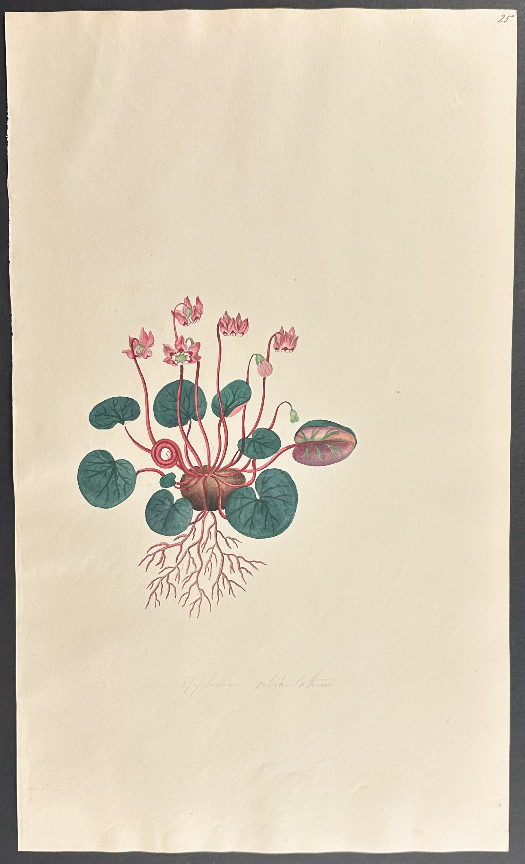 Cyclamen