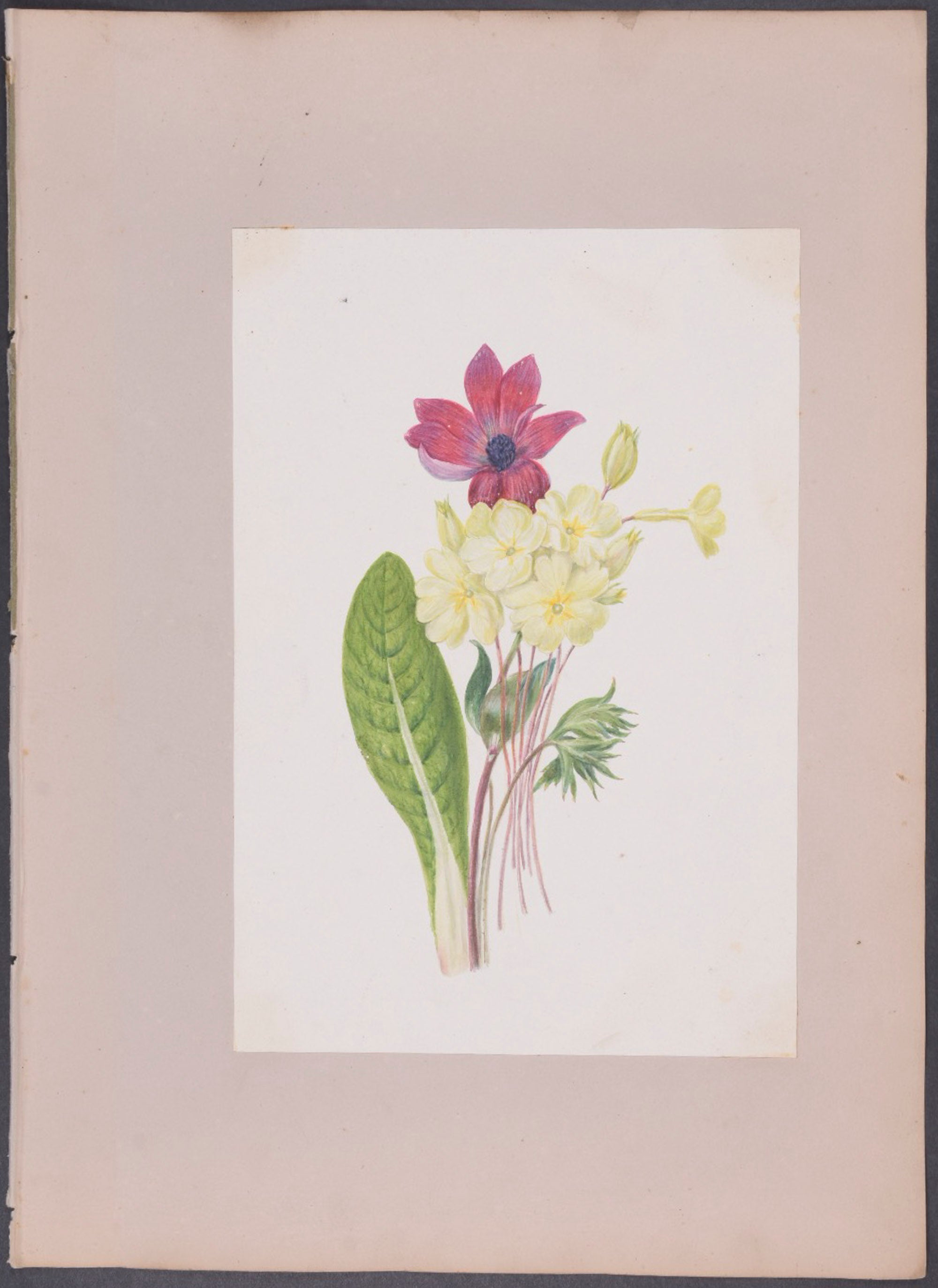 Cinquefoil