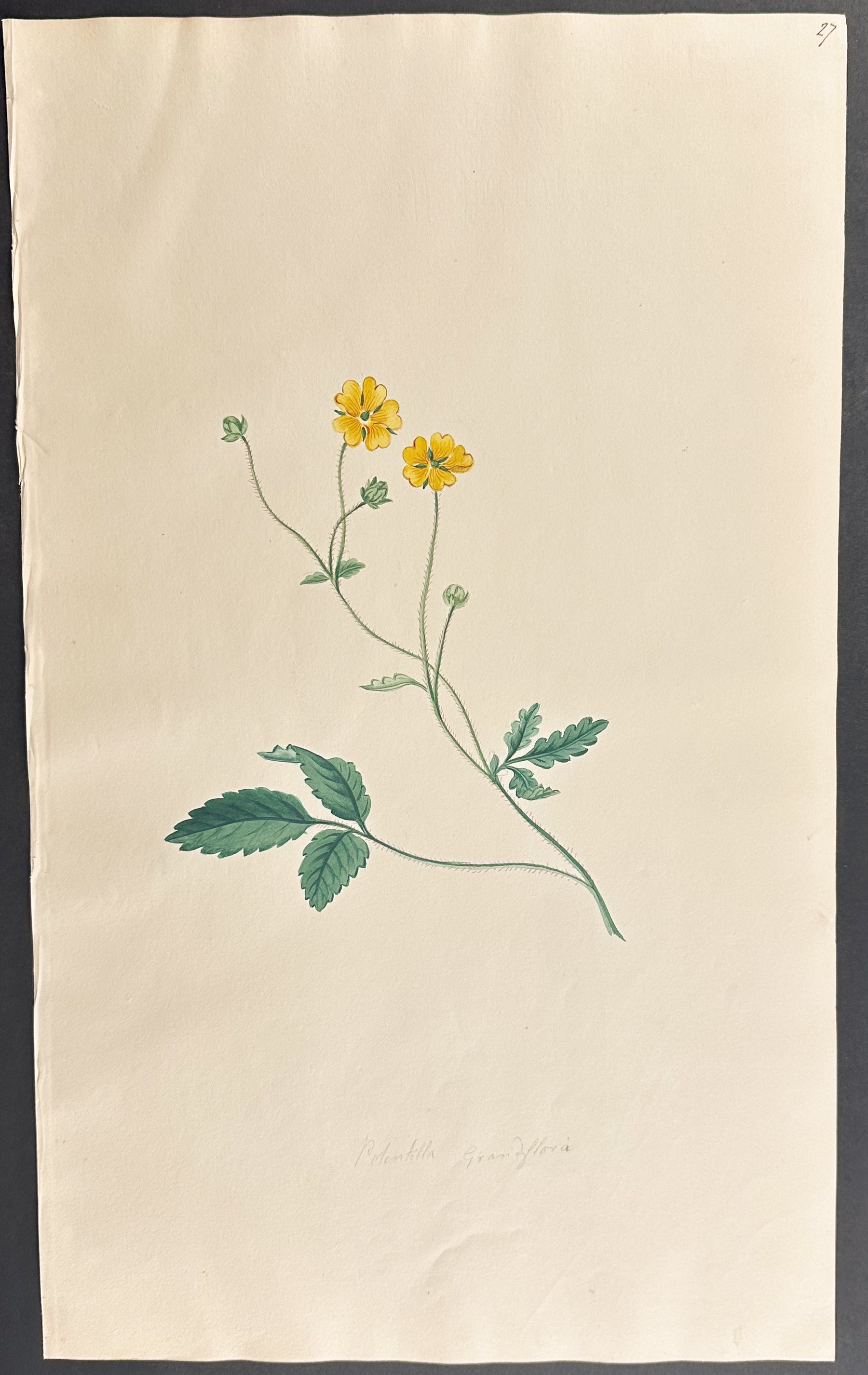 Cinquefoil