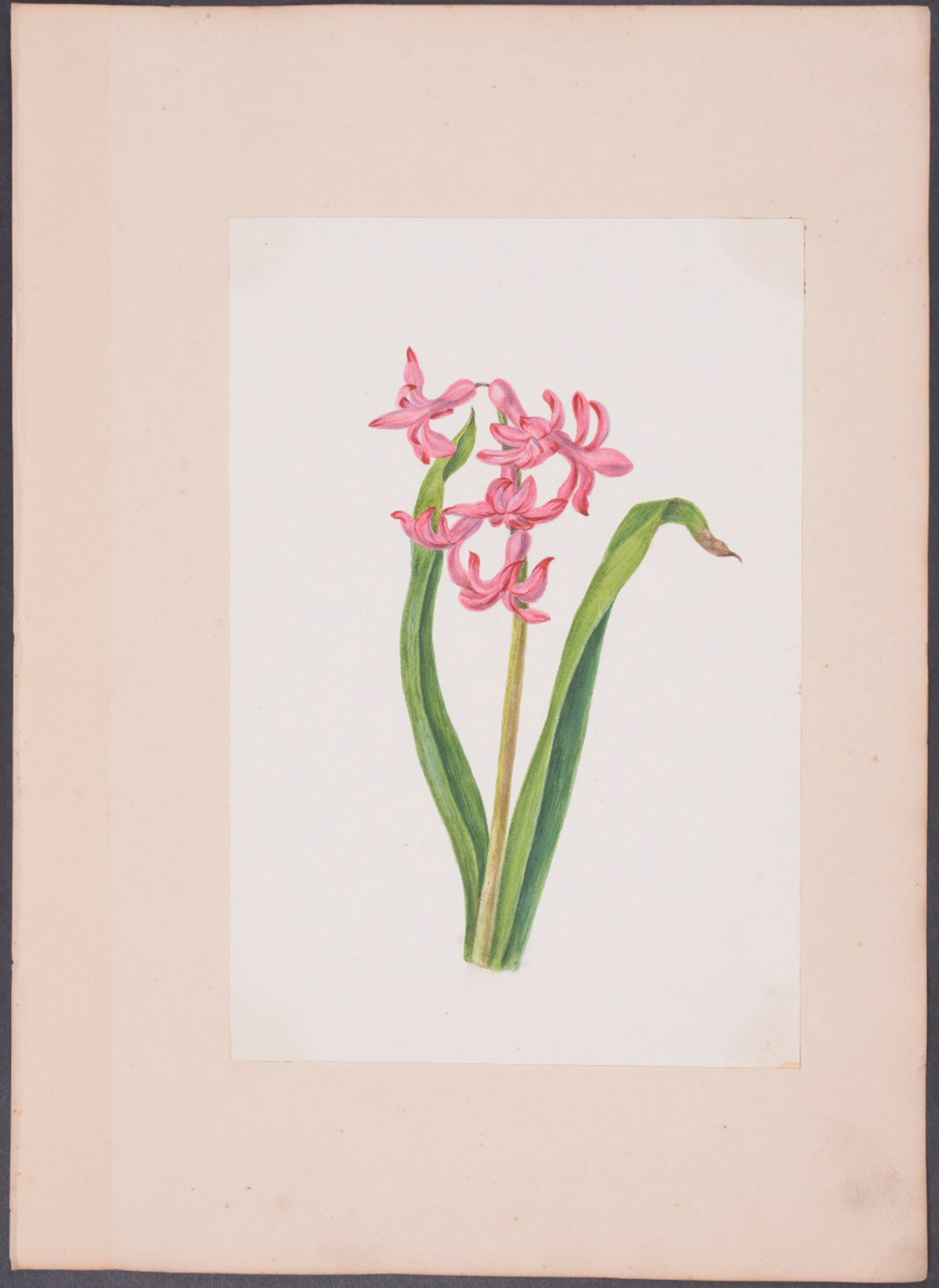 Geranium