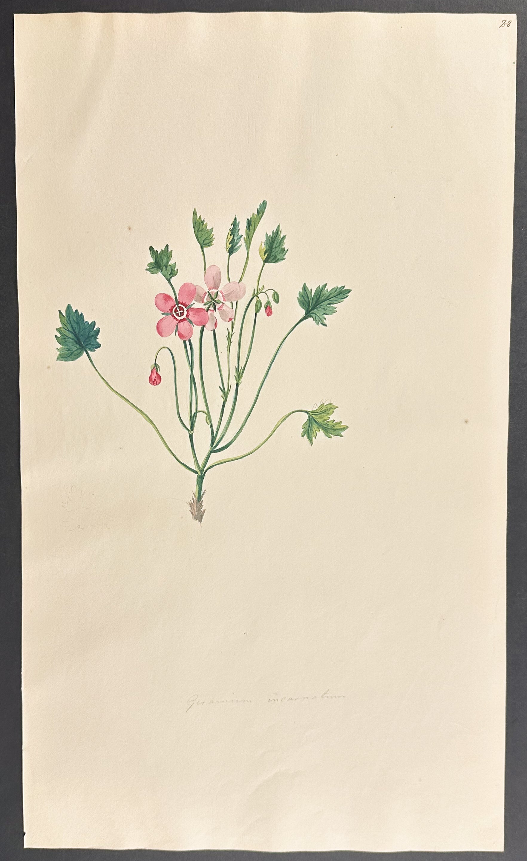 Geranium