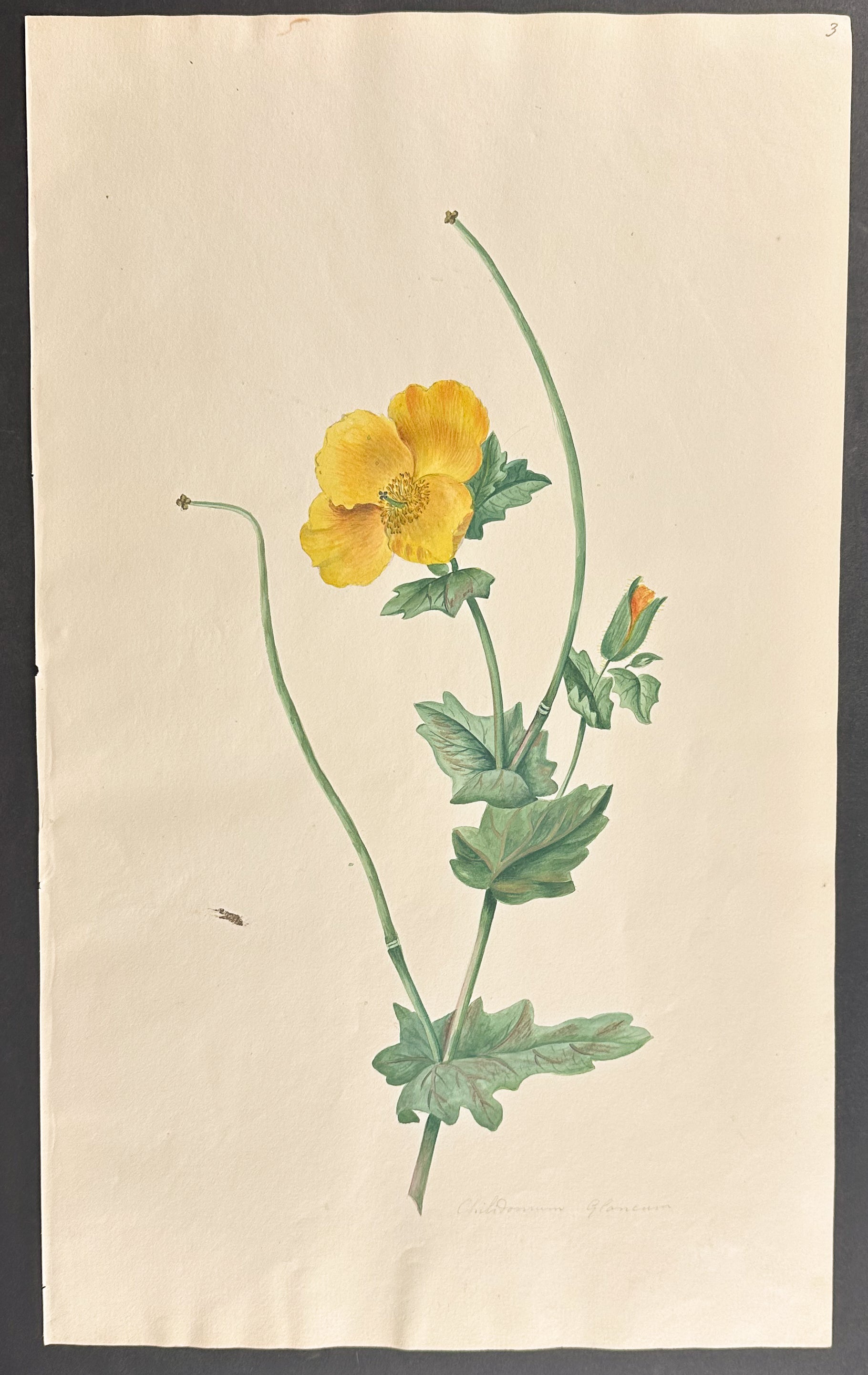 Poppy