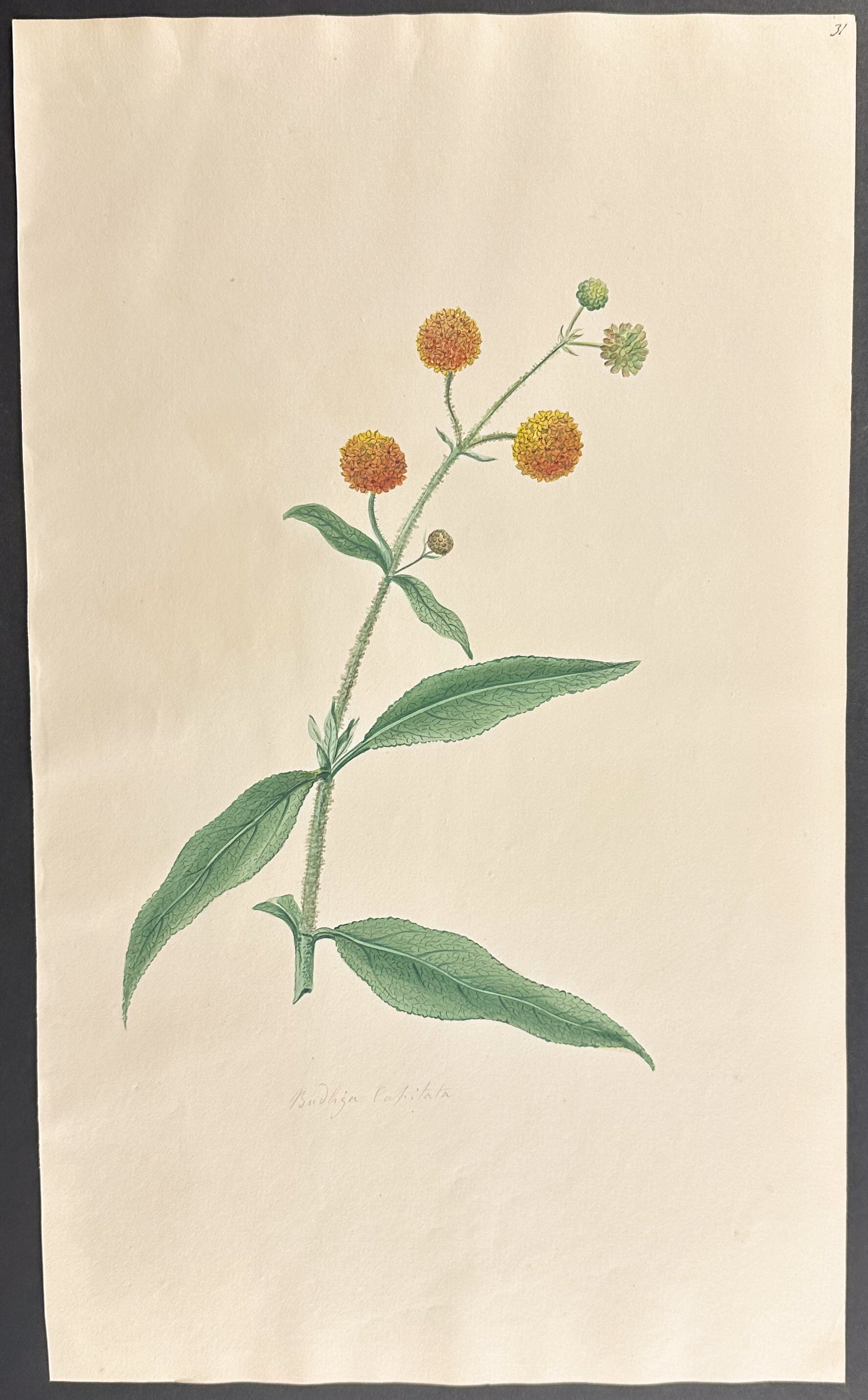 Budhiga Capitata