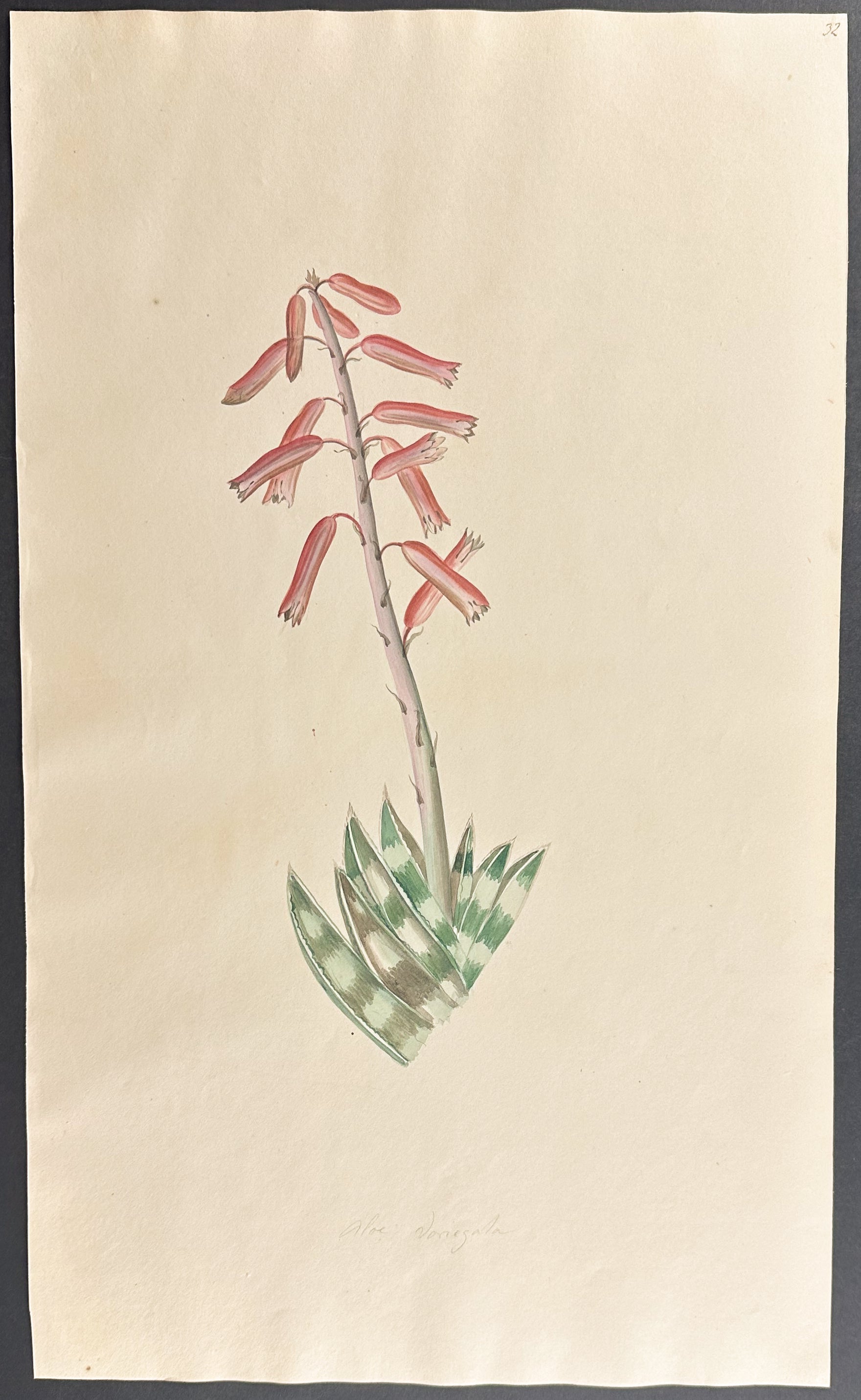 Aloe