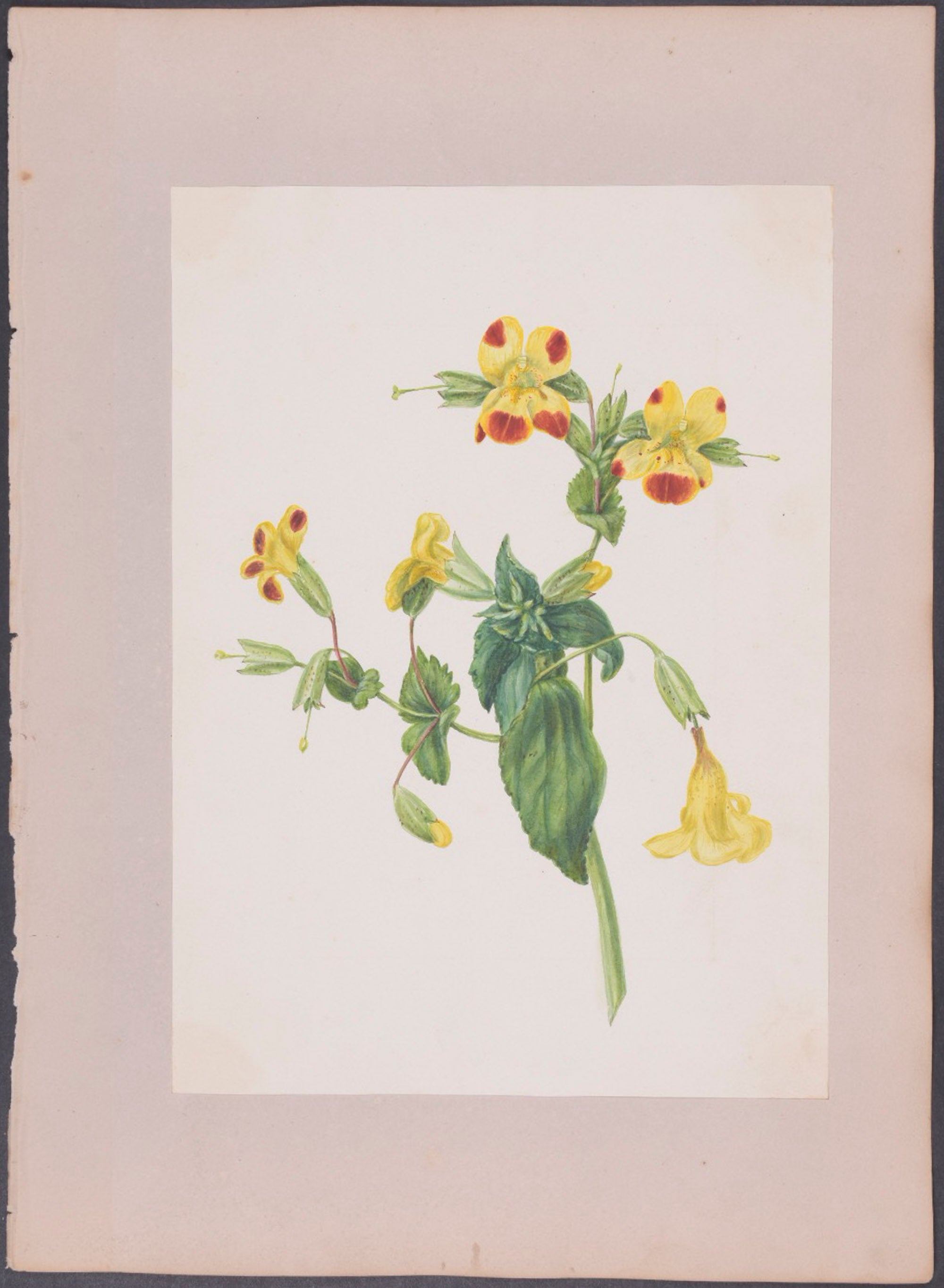 Mesembryanthemum