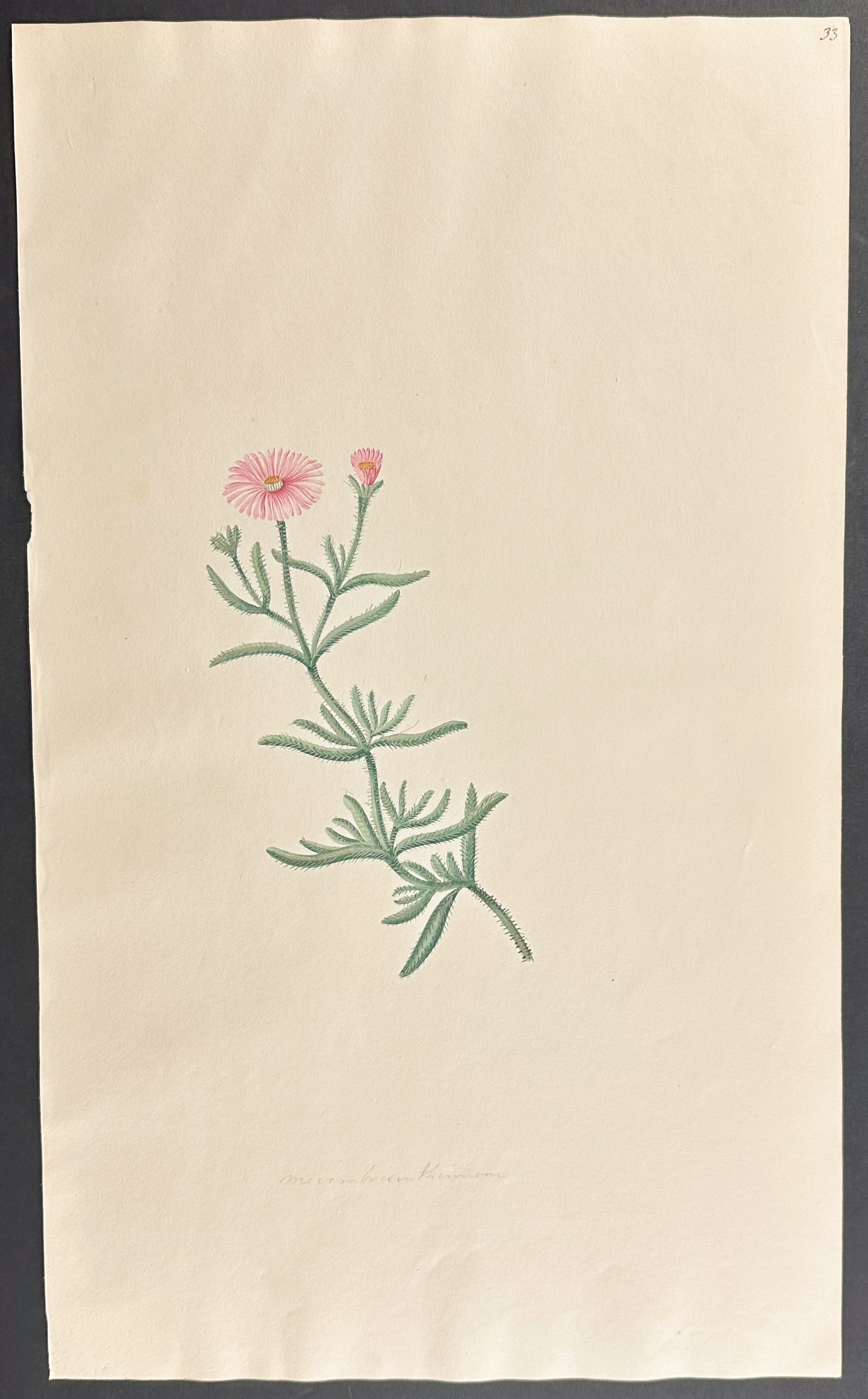 Mesembryanthemum