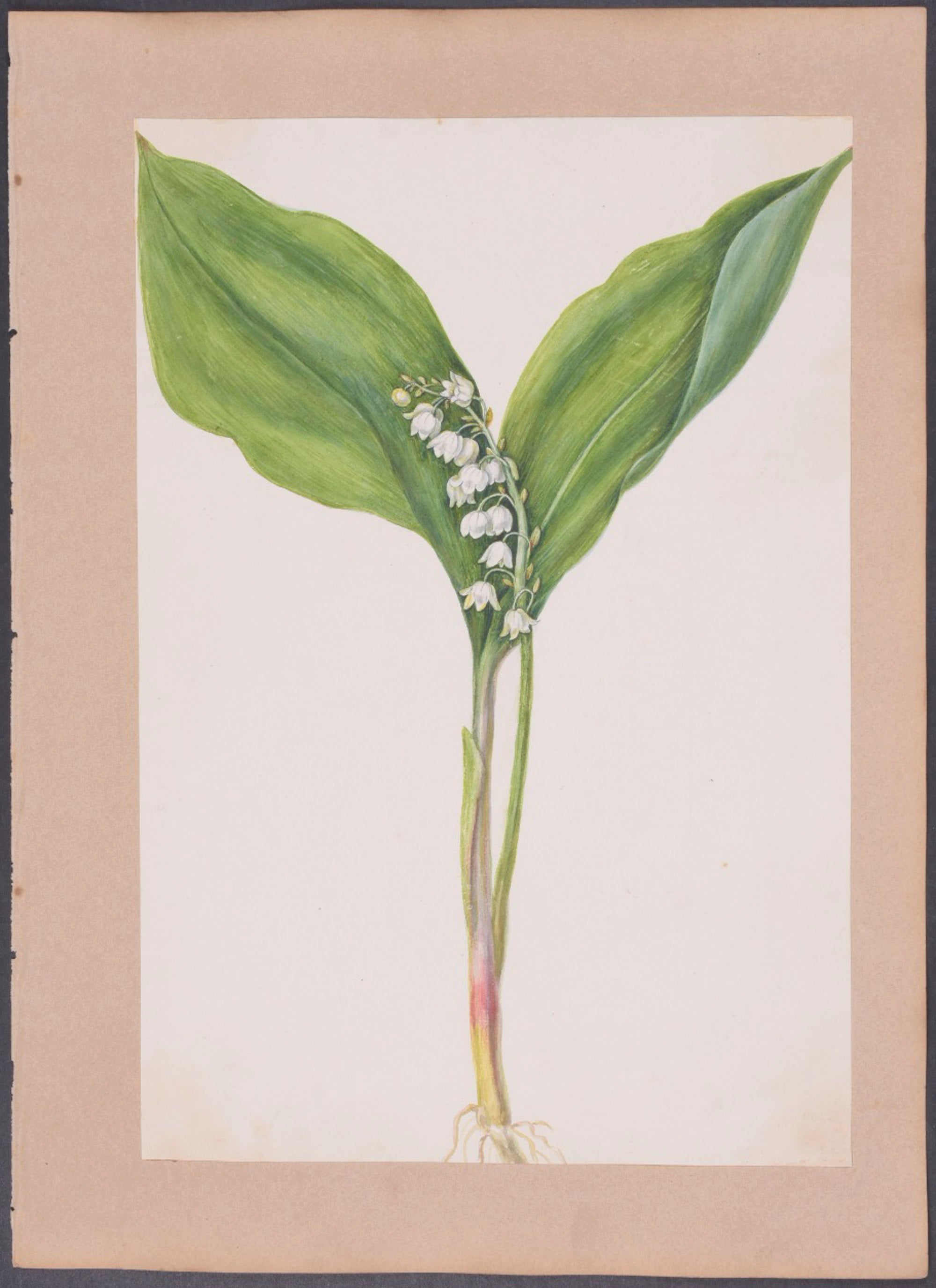 Lady's Slipper Orchid