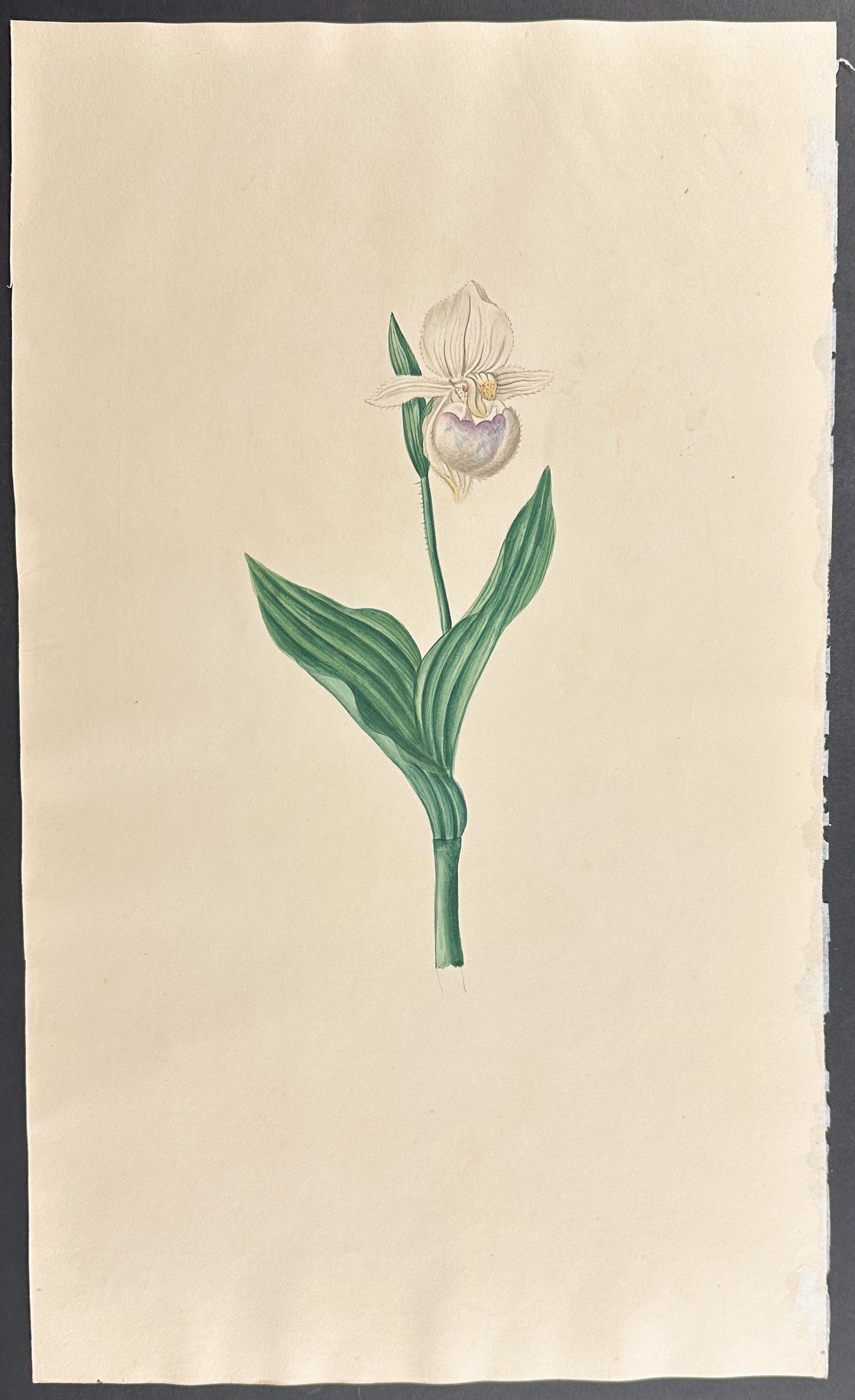 Lady's Slipper Orchid