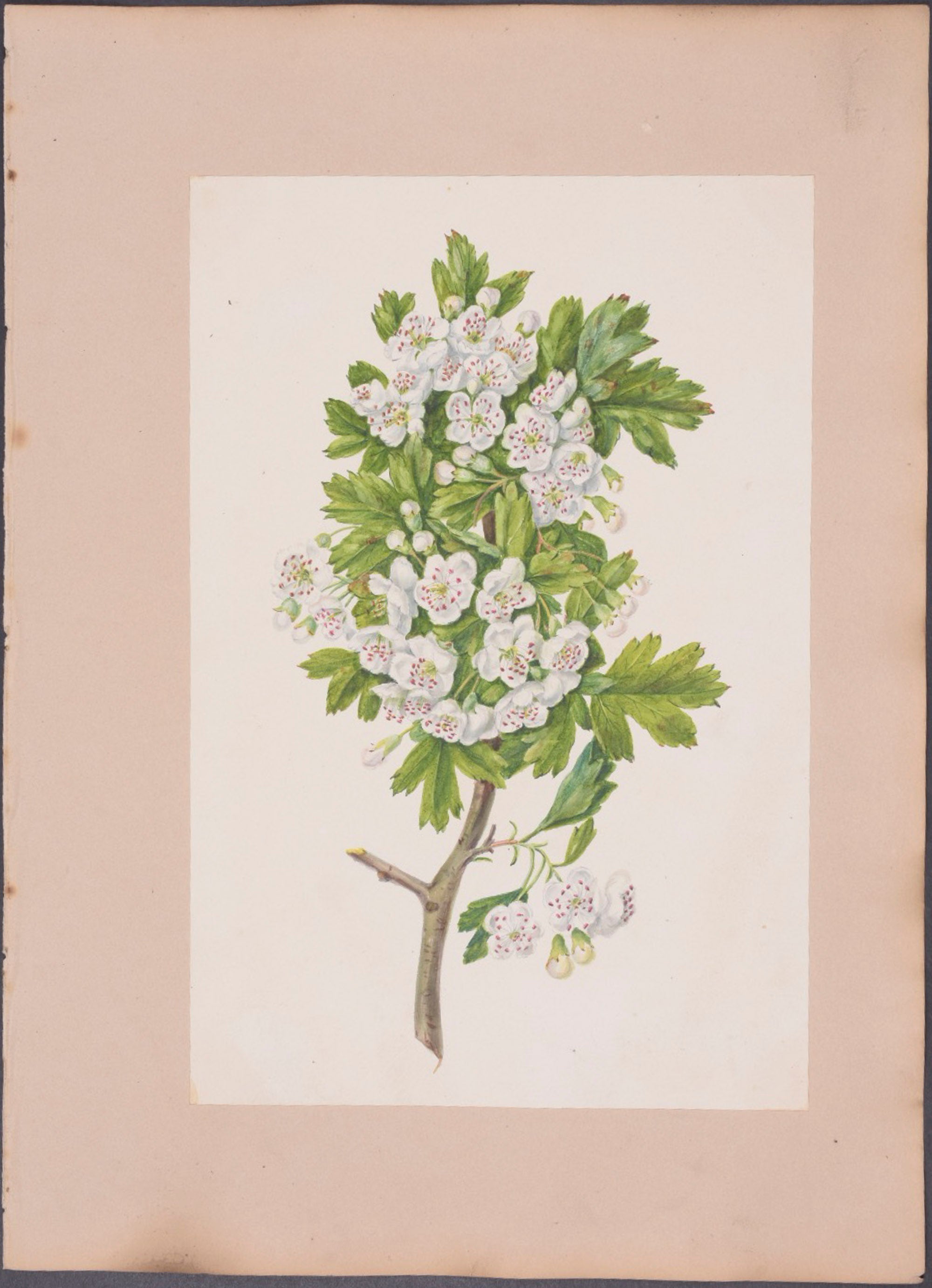 Mesembryanthemum