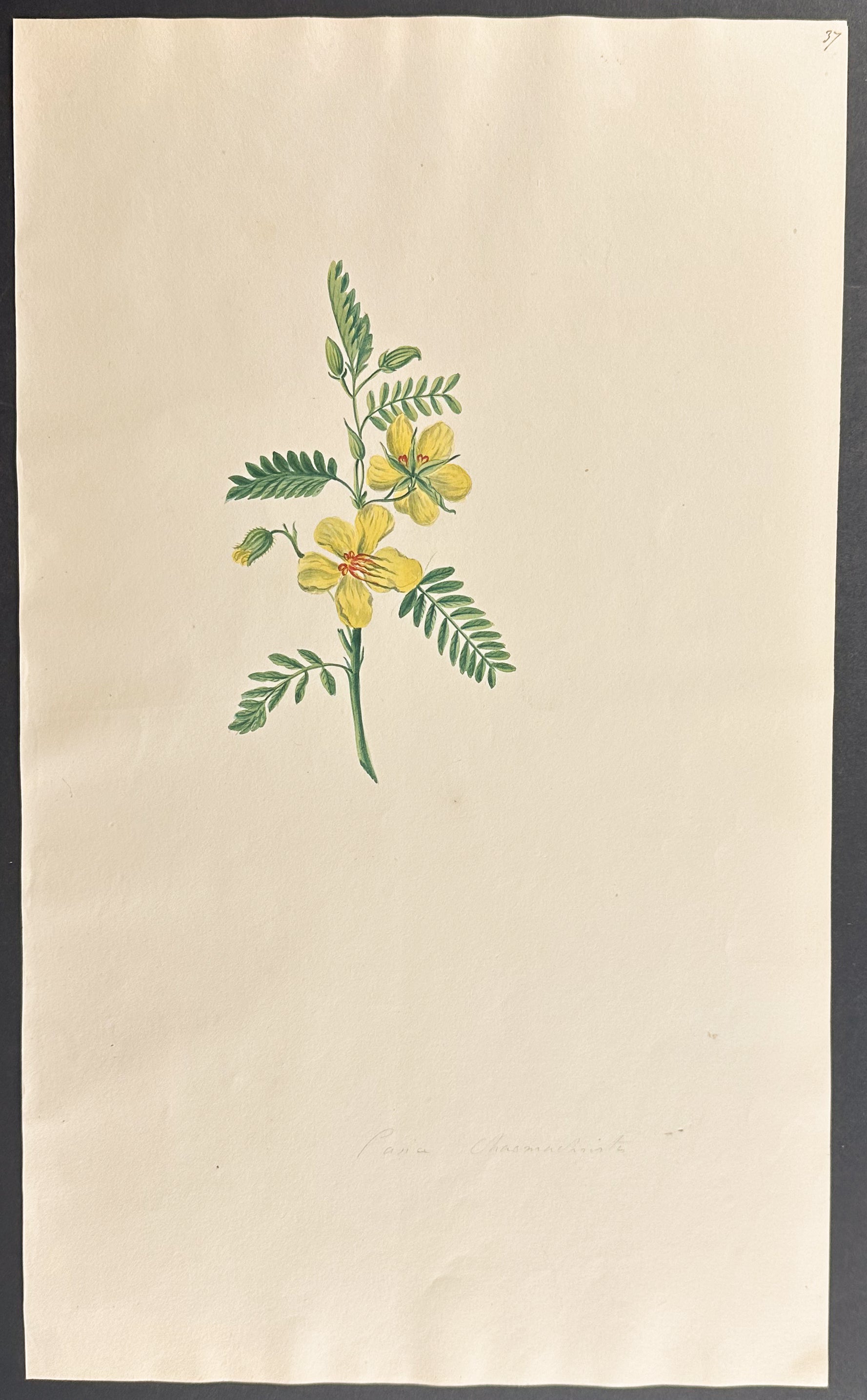 Yellow Flower