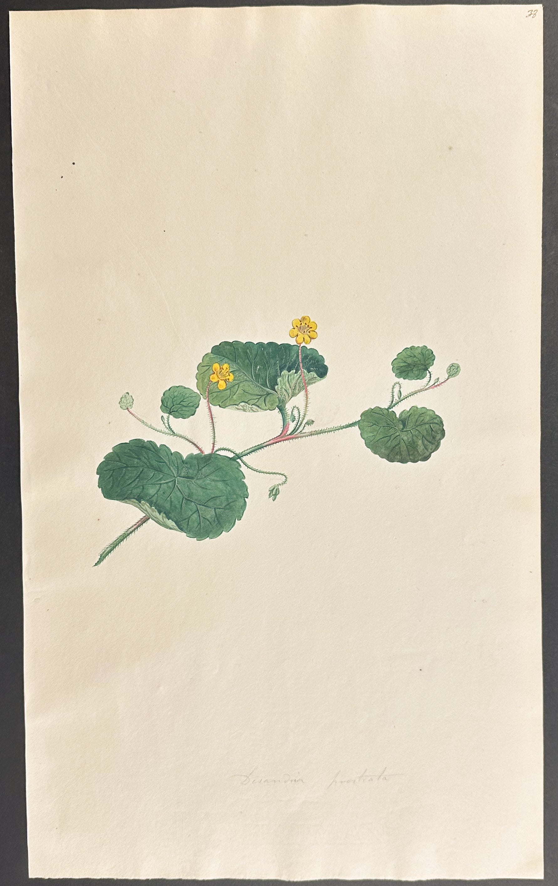 Yellow Flower