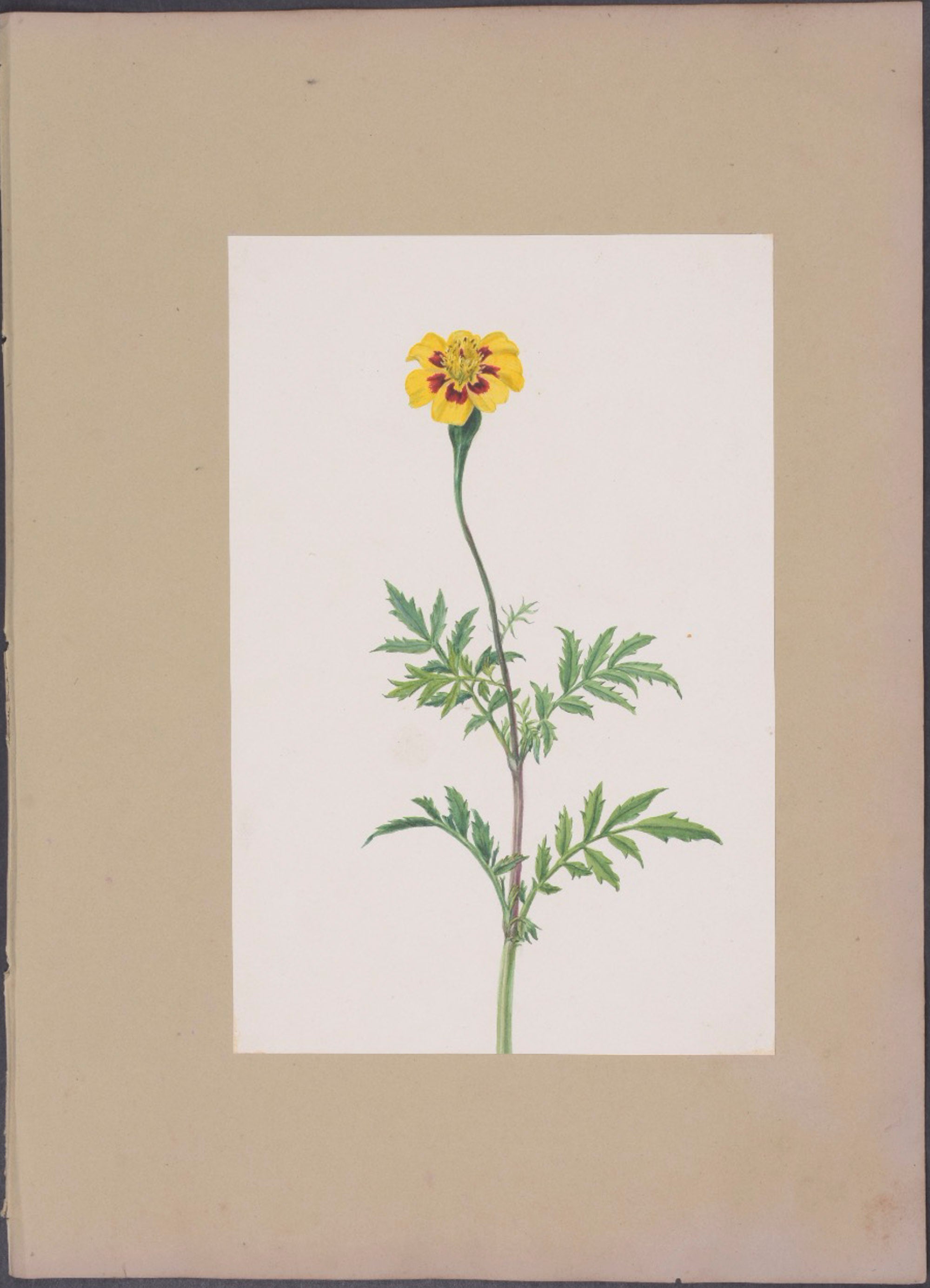 Geranium