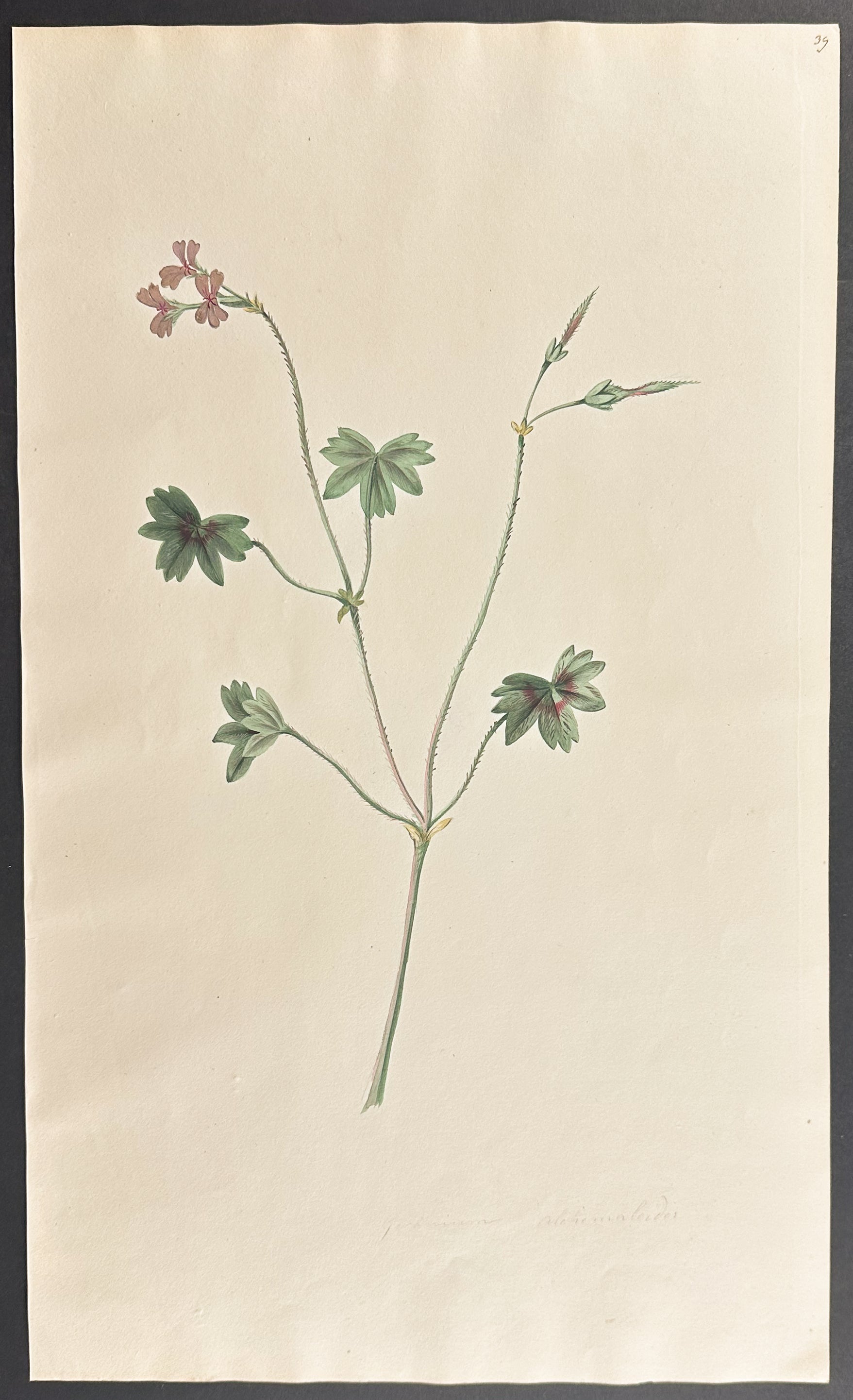 Geranium