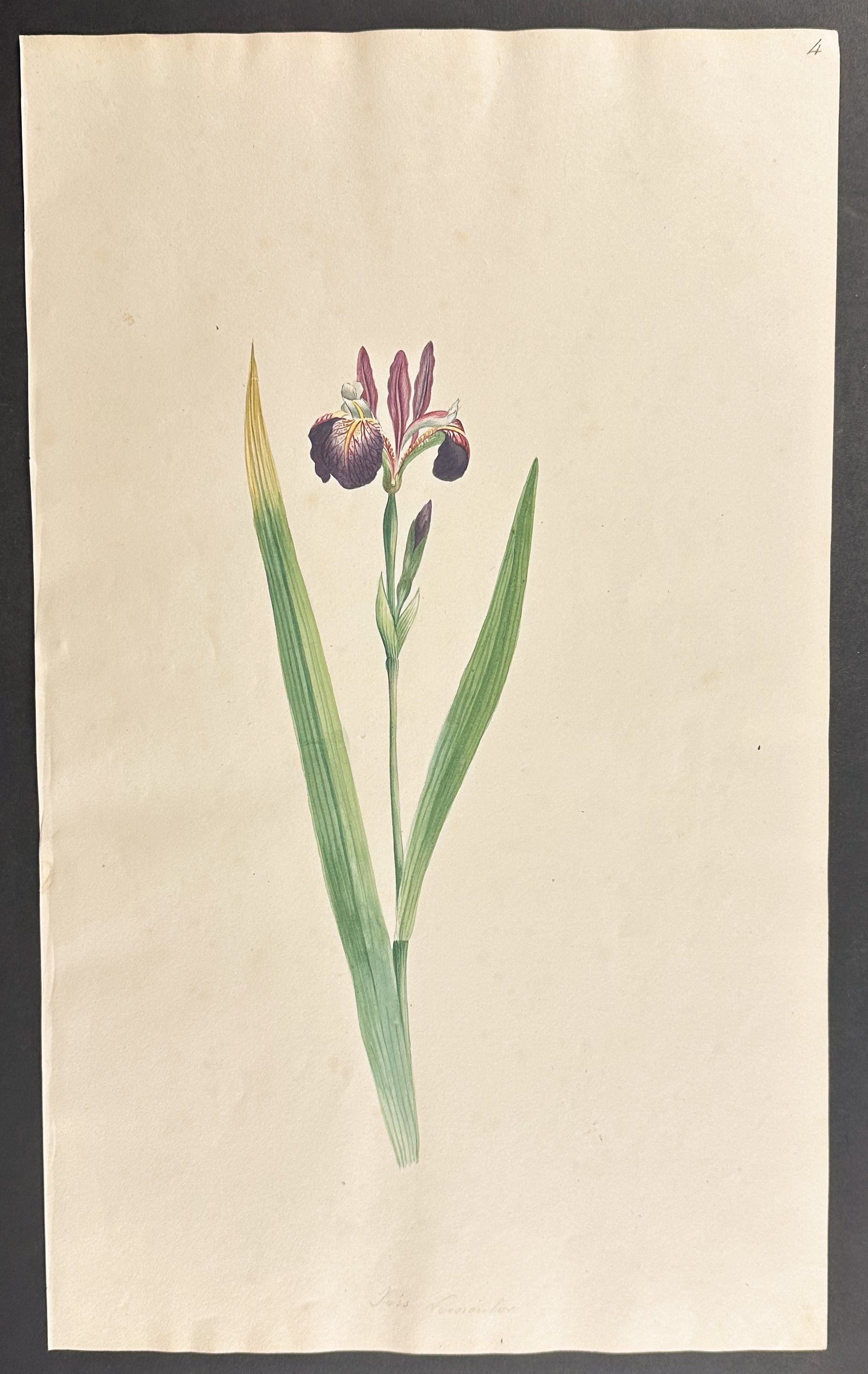 Iris
