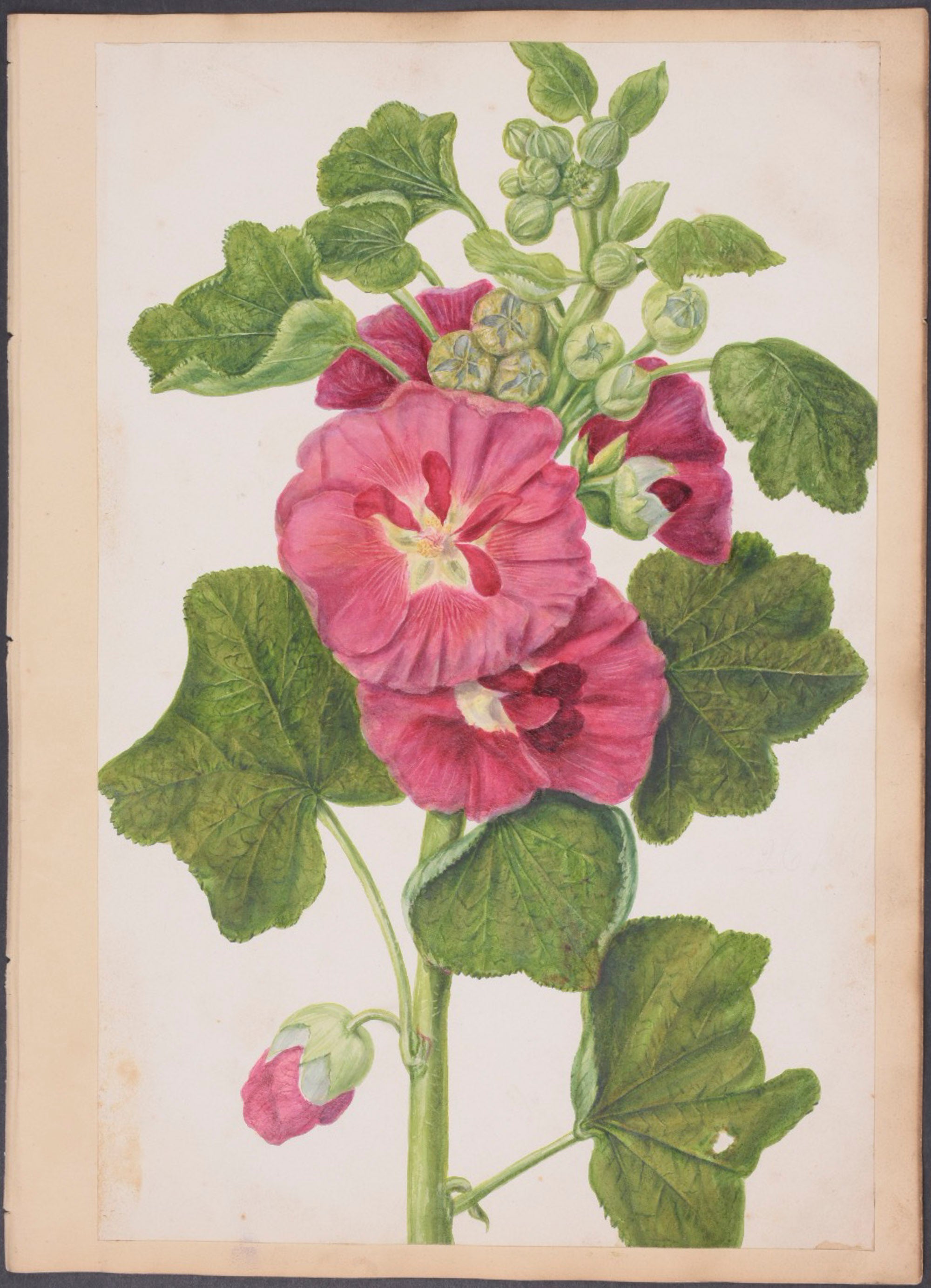 Geranium