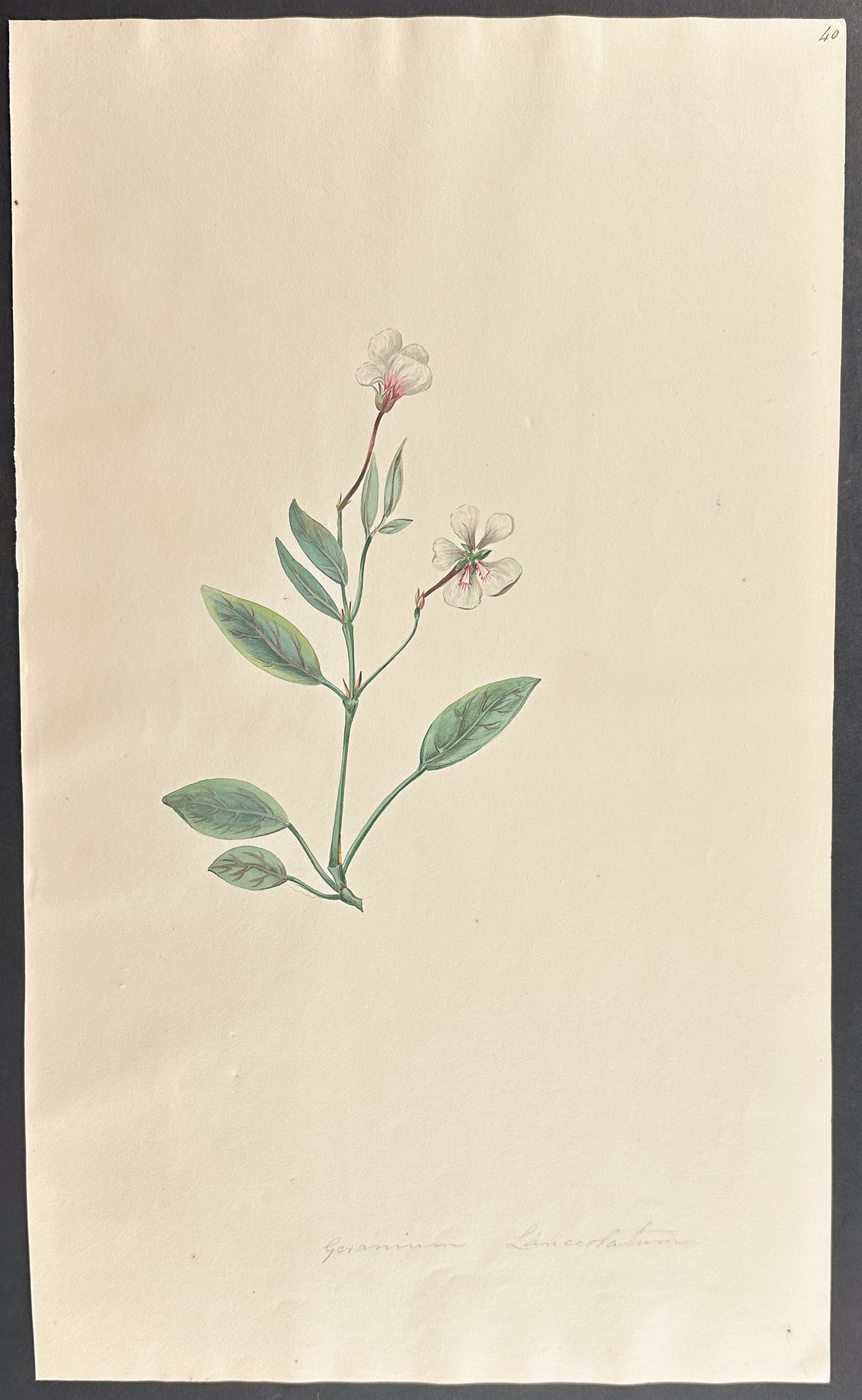 Geranium