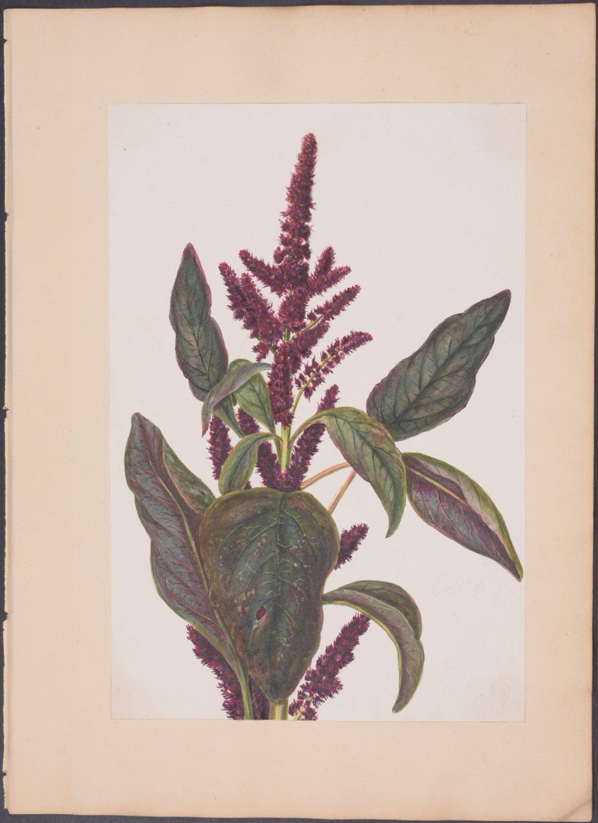 Geranium