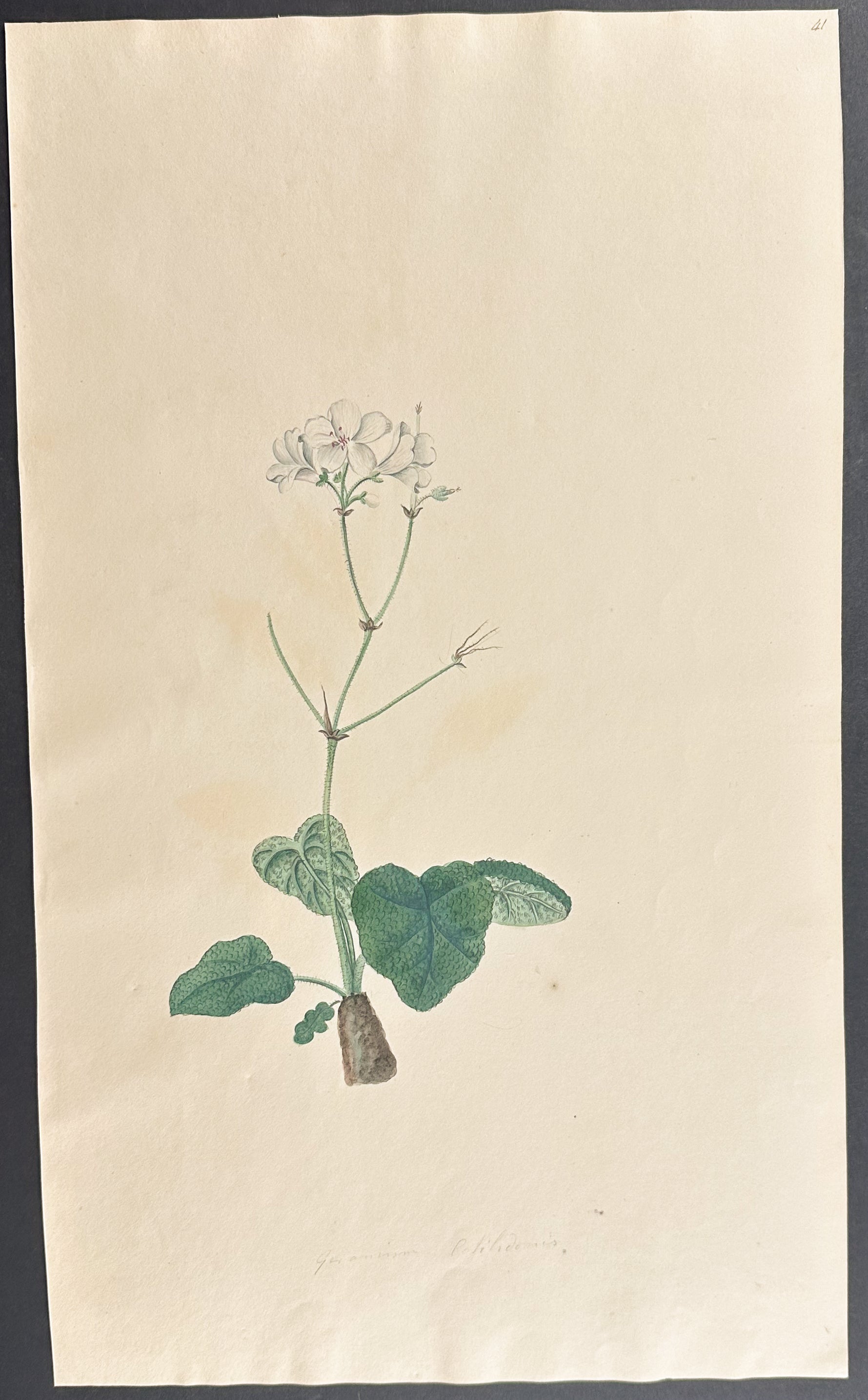 Geranium