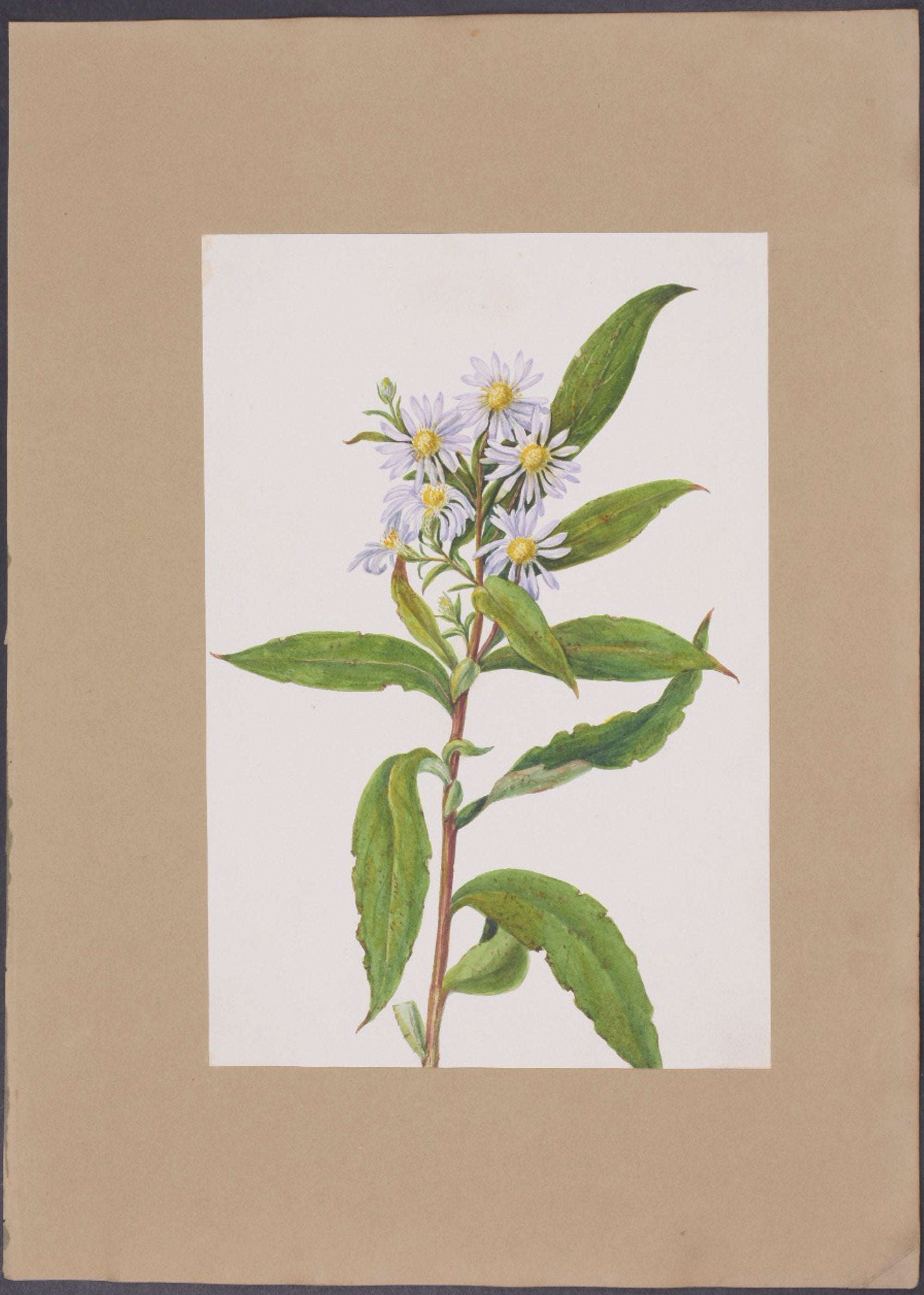 Mock-Orange