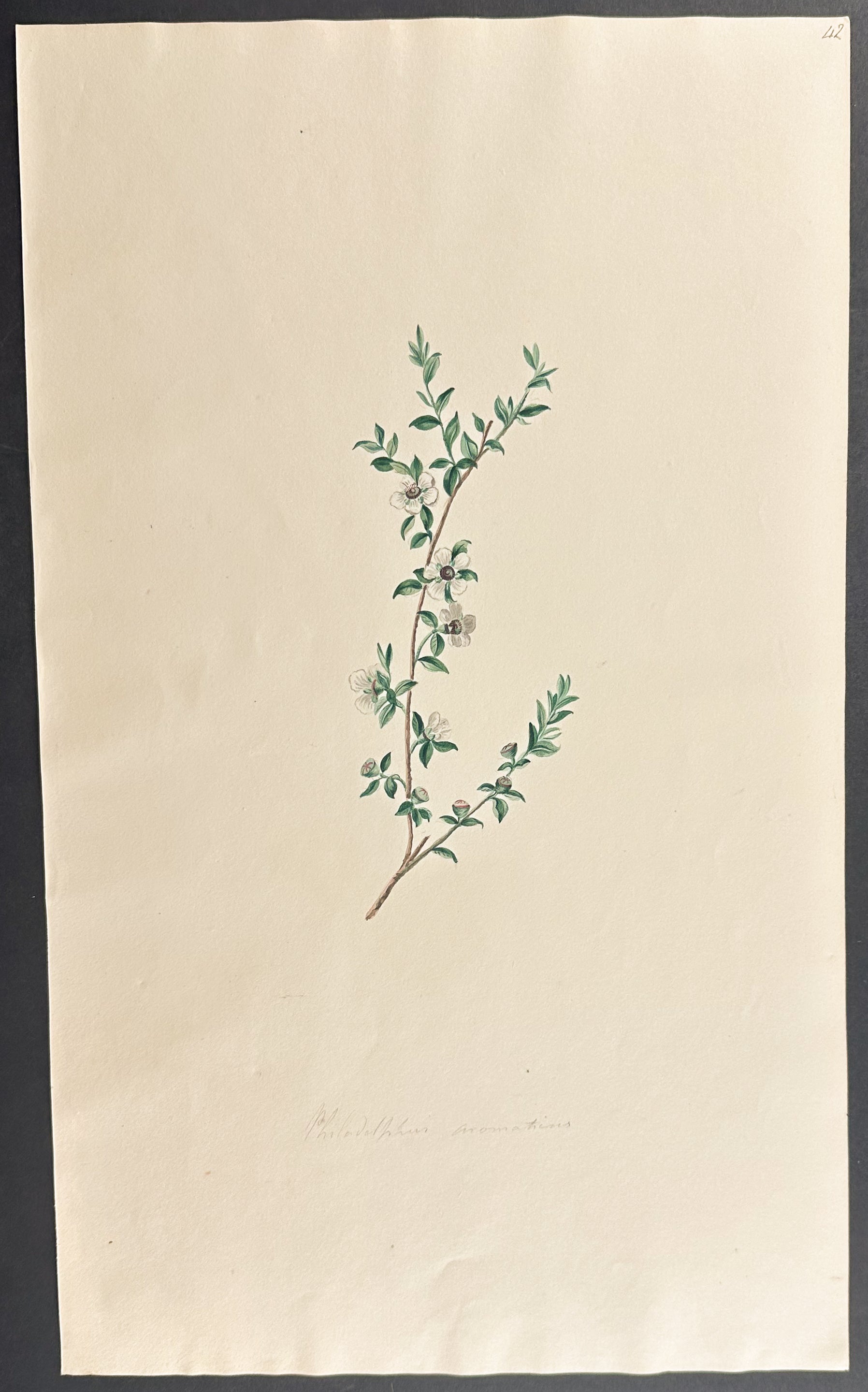 Mock-Orange