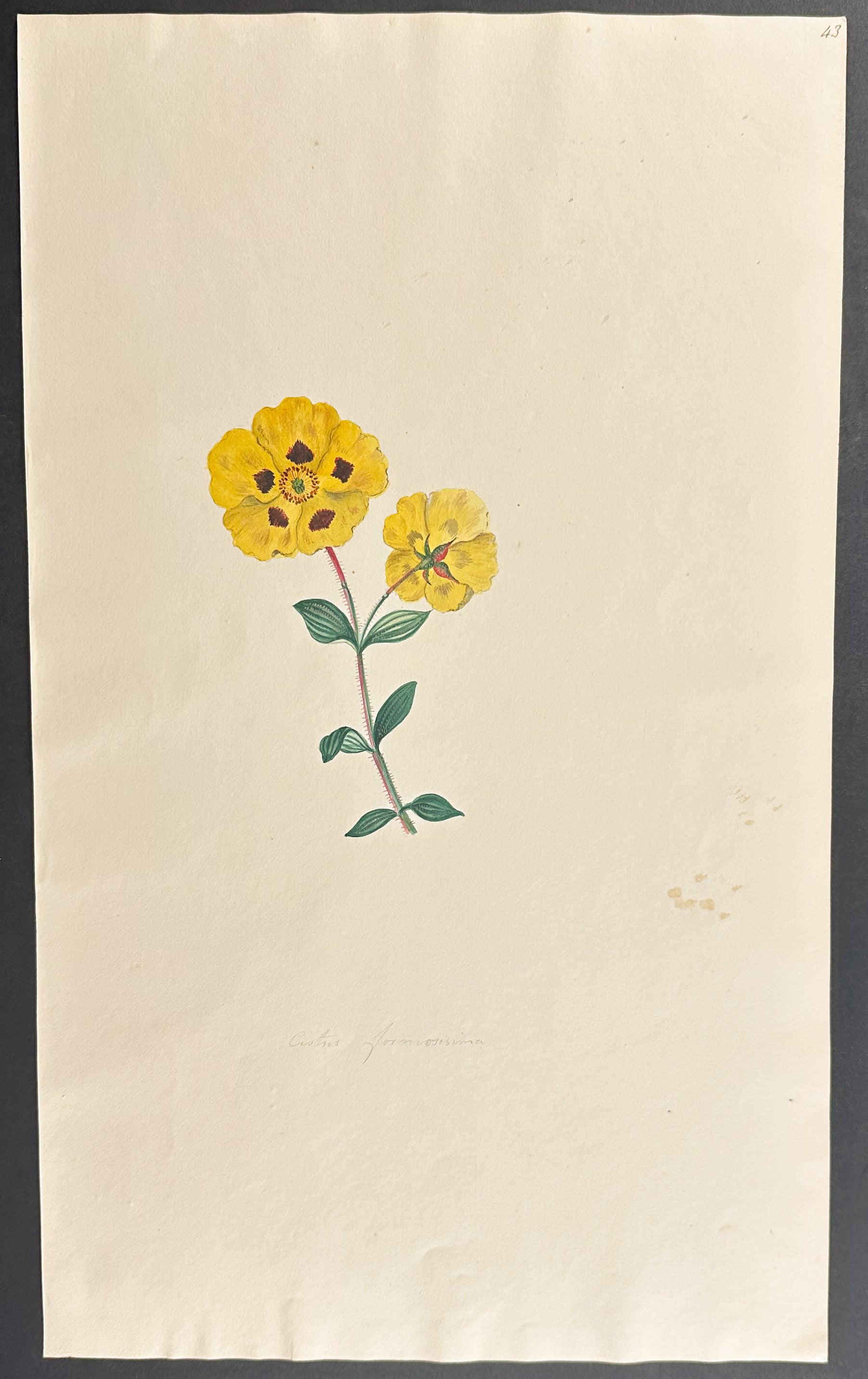 Rockrose or Cistus