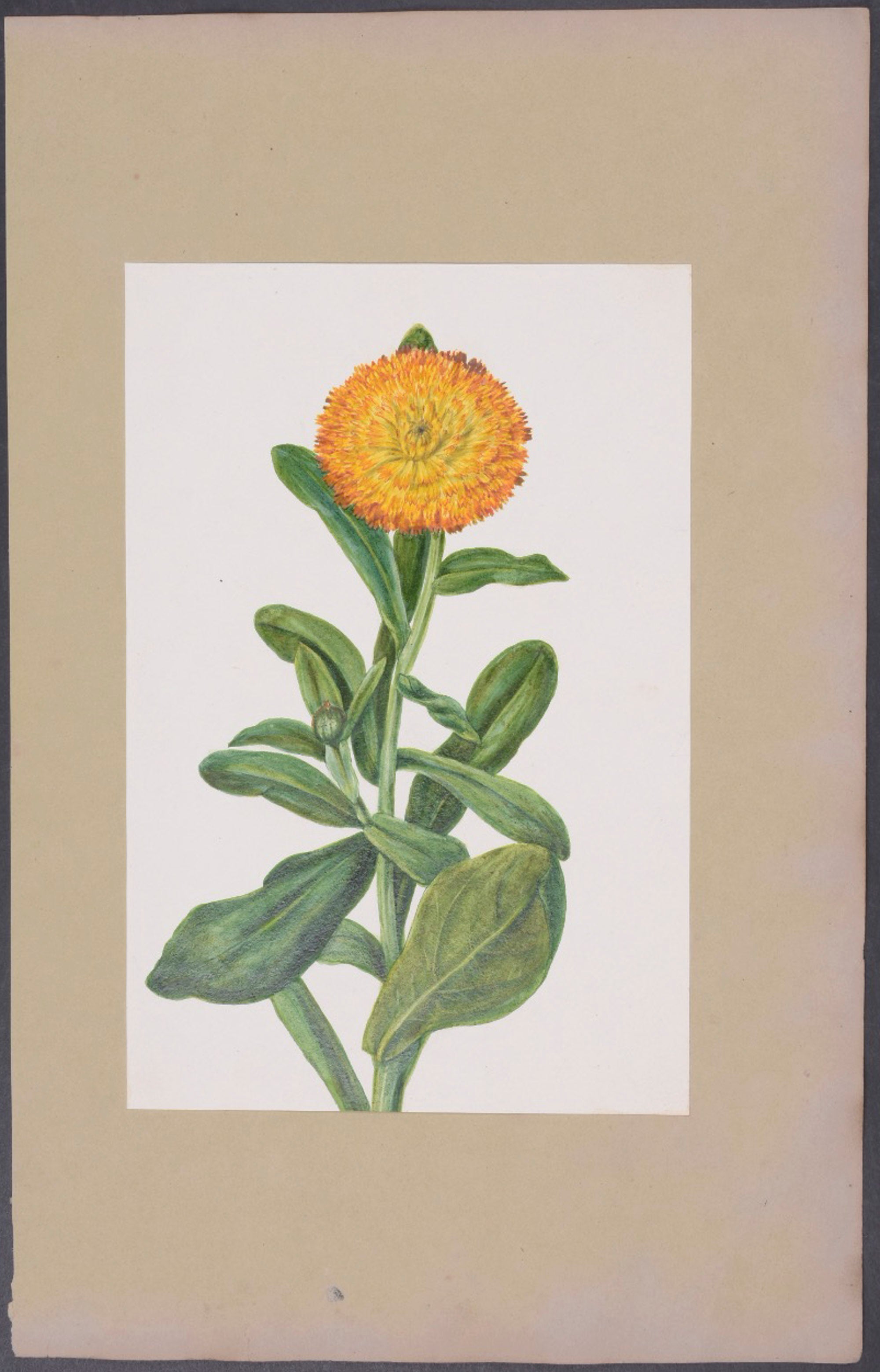 Lily thorn