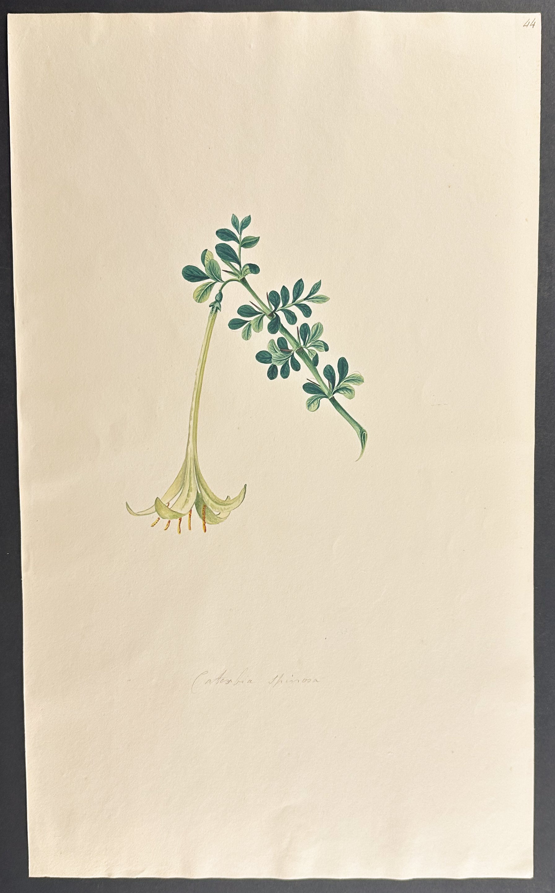 Lily thorn
