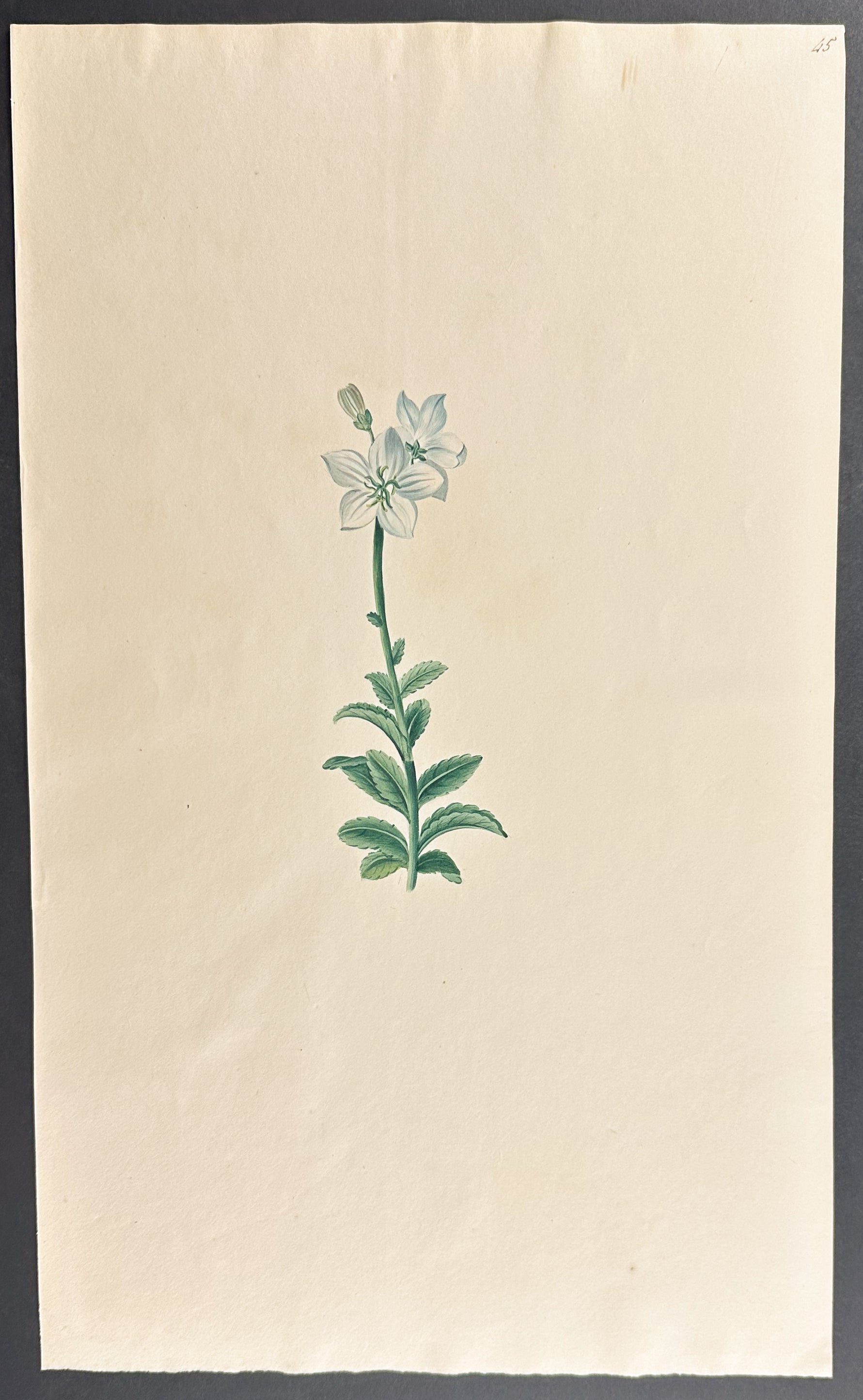 White Flower