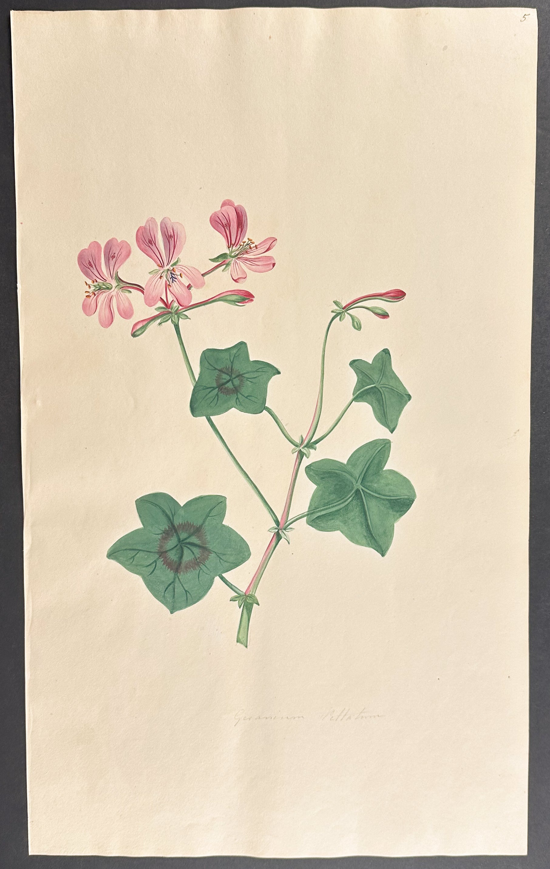 Geranium