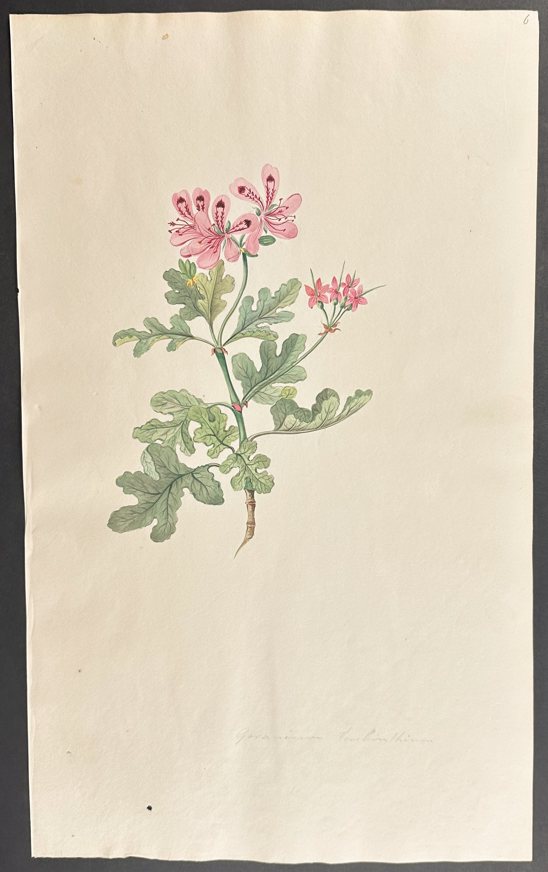 Geranium