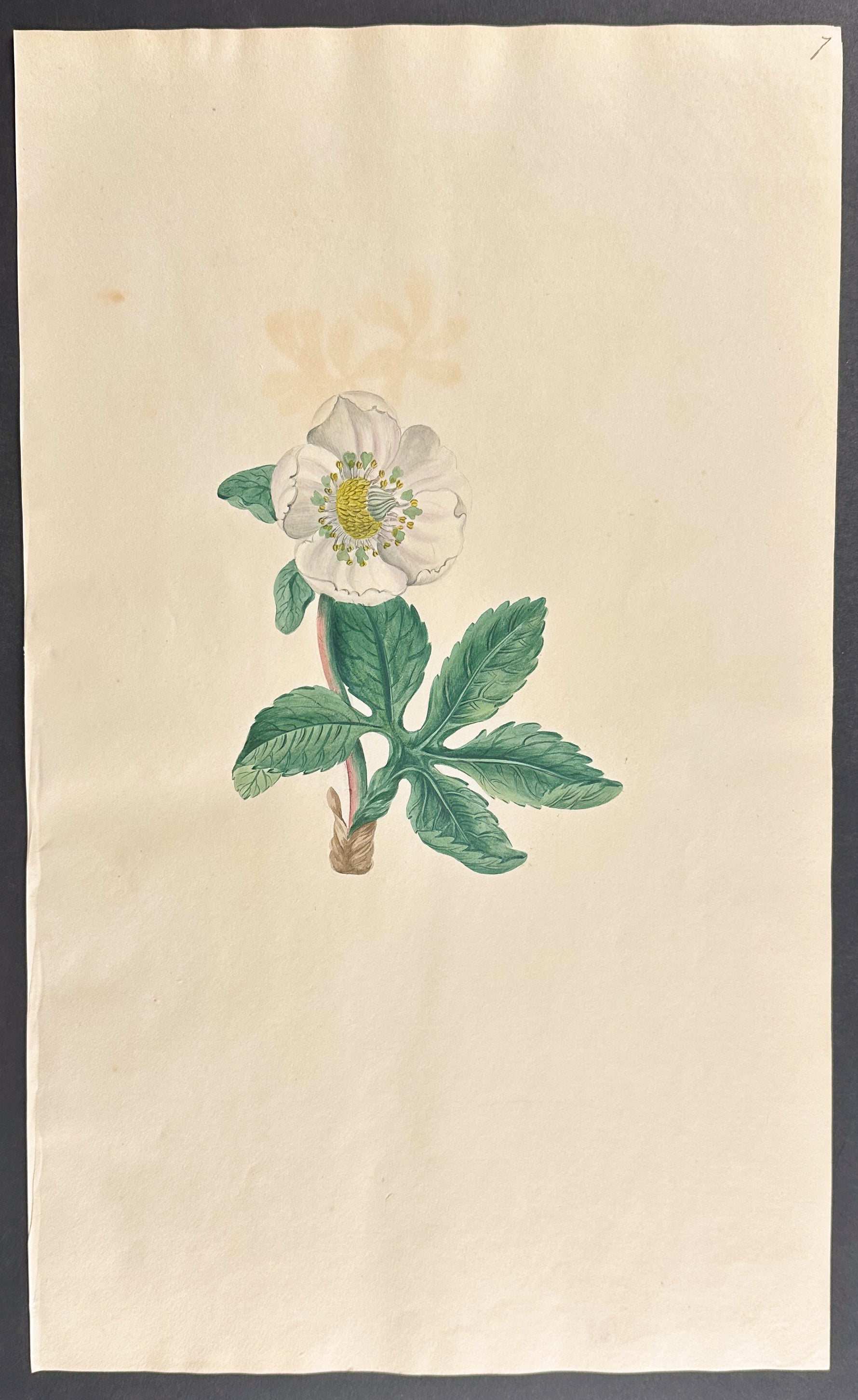 Peony