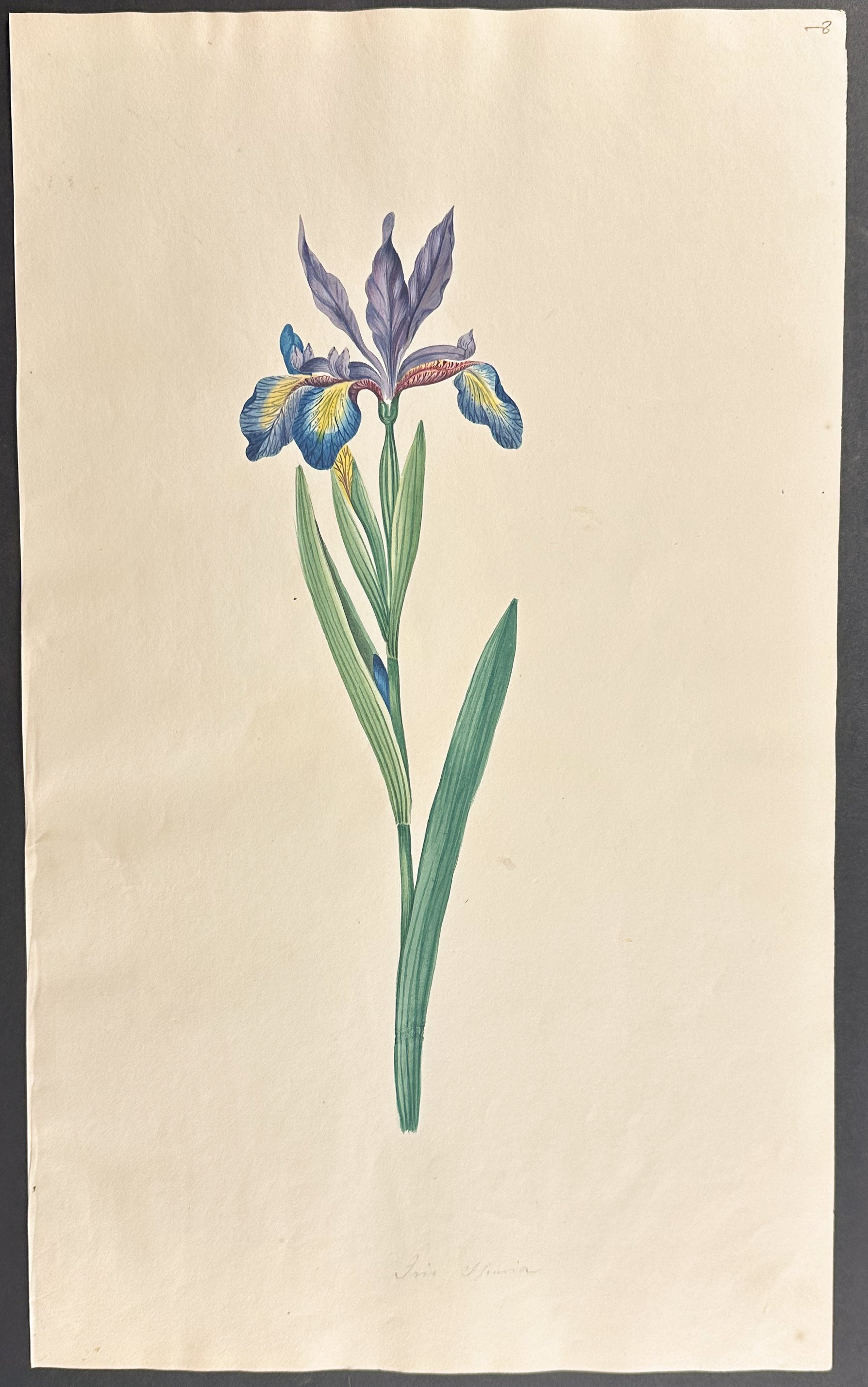 Iris