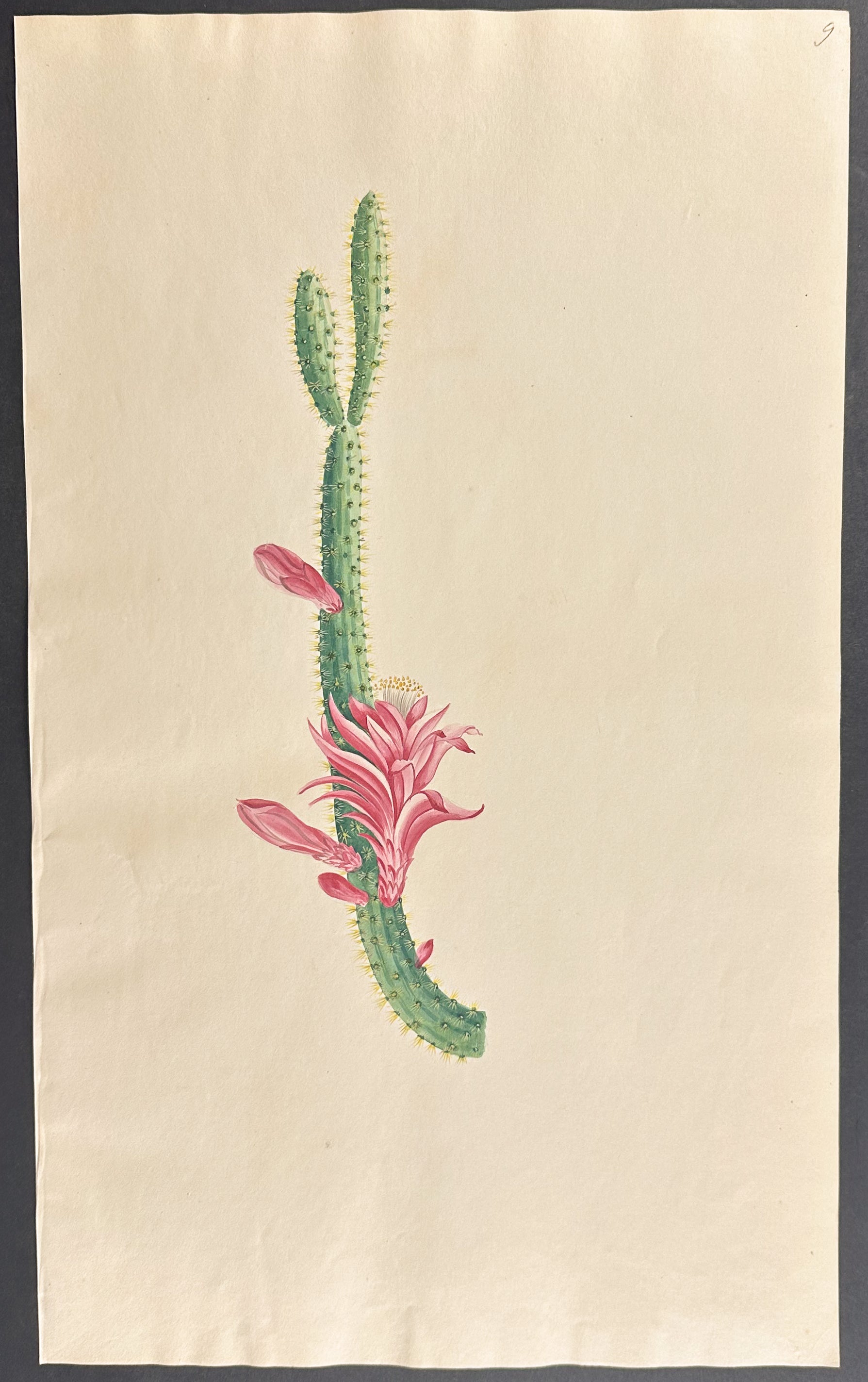 Cactus