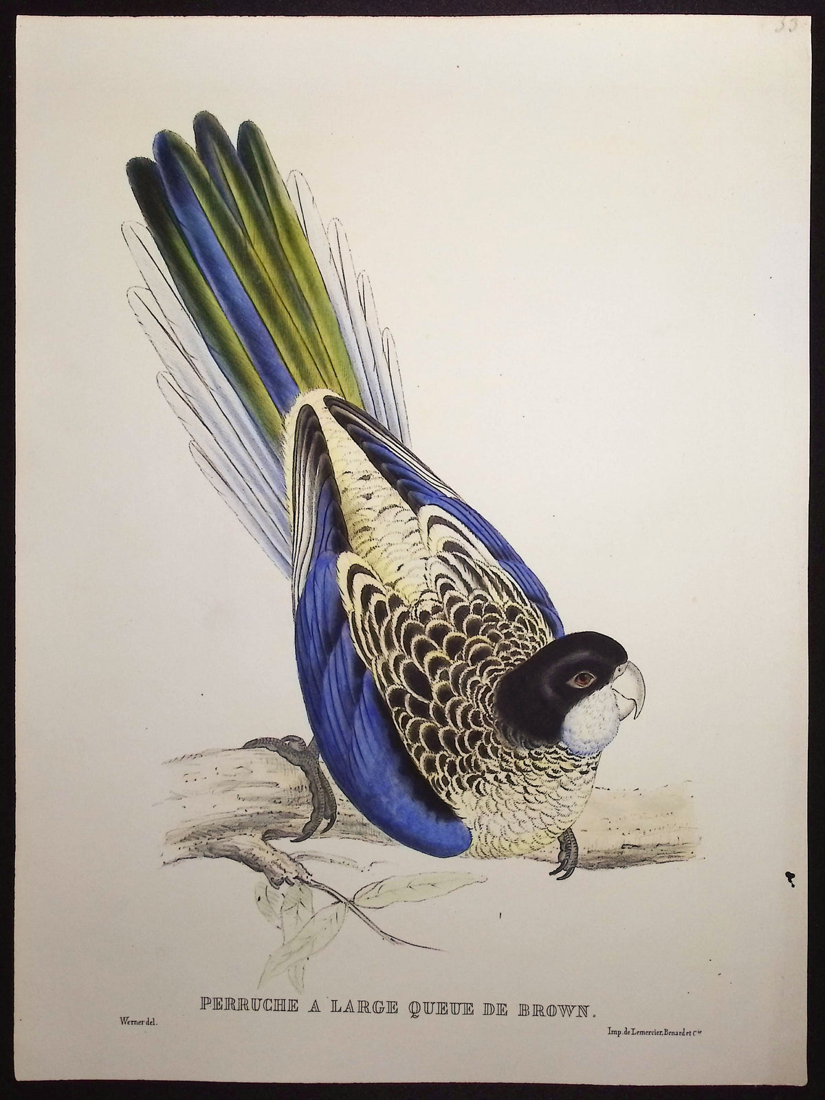Brown's Long Tailed Parakeet