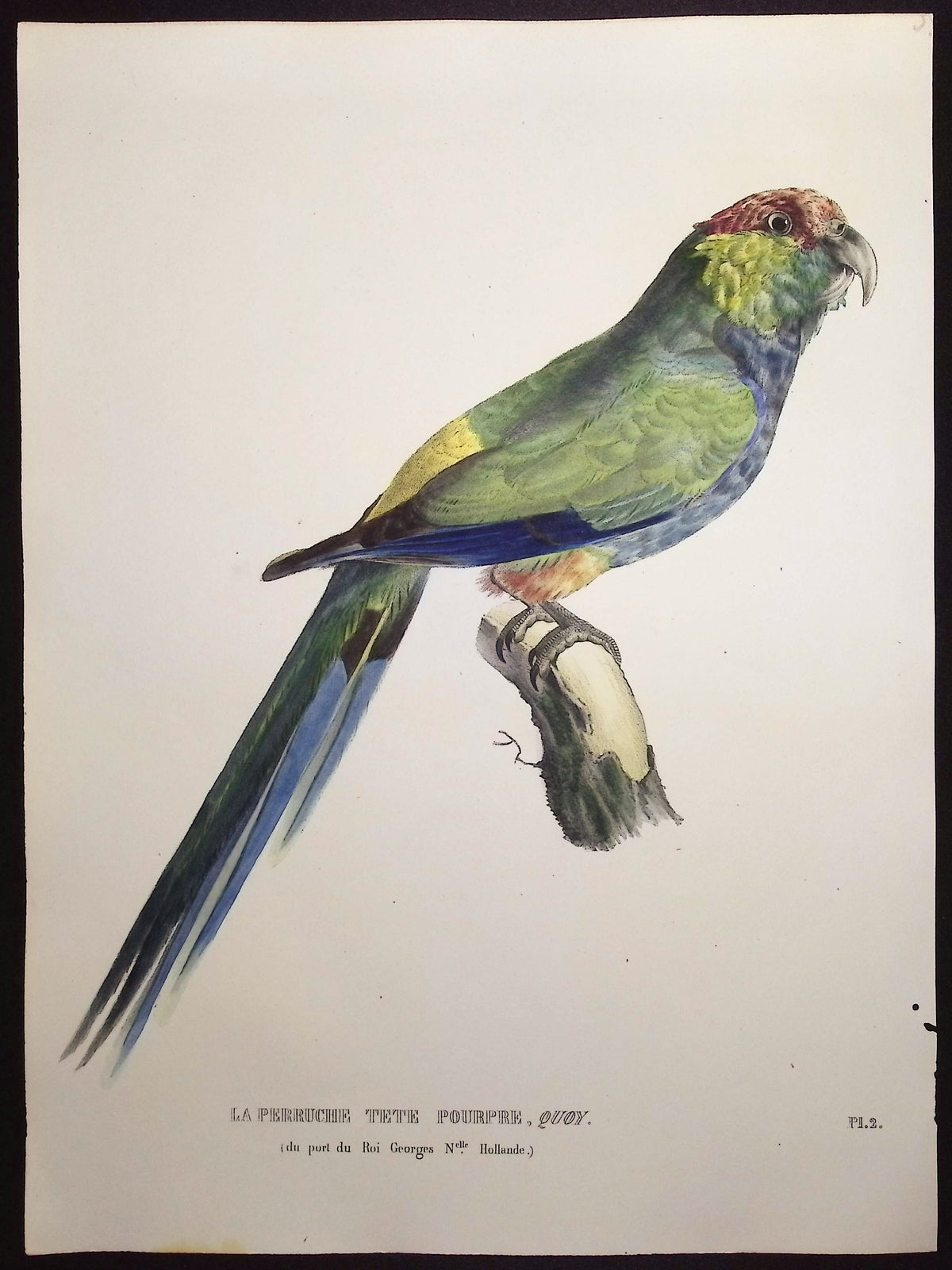 Purple Headed Parakeet