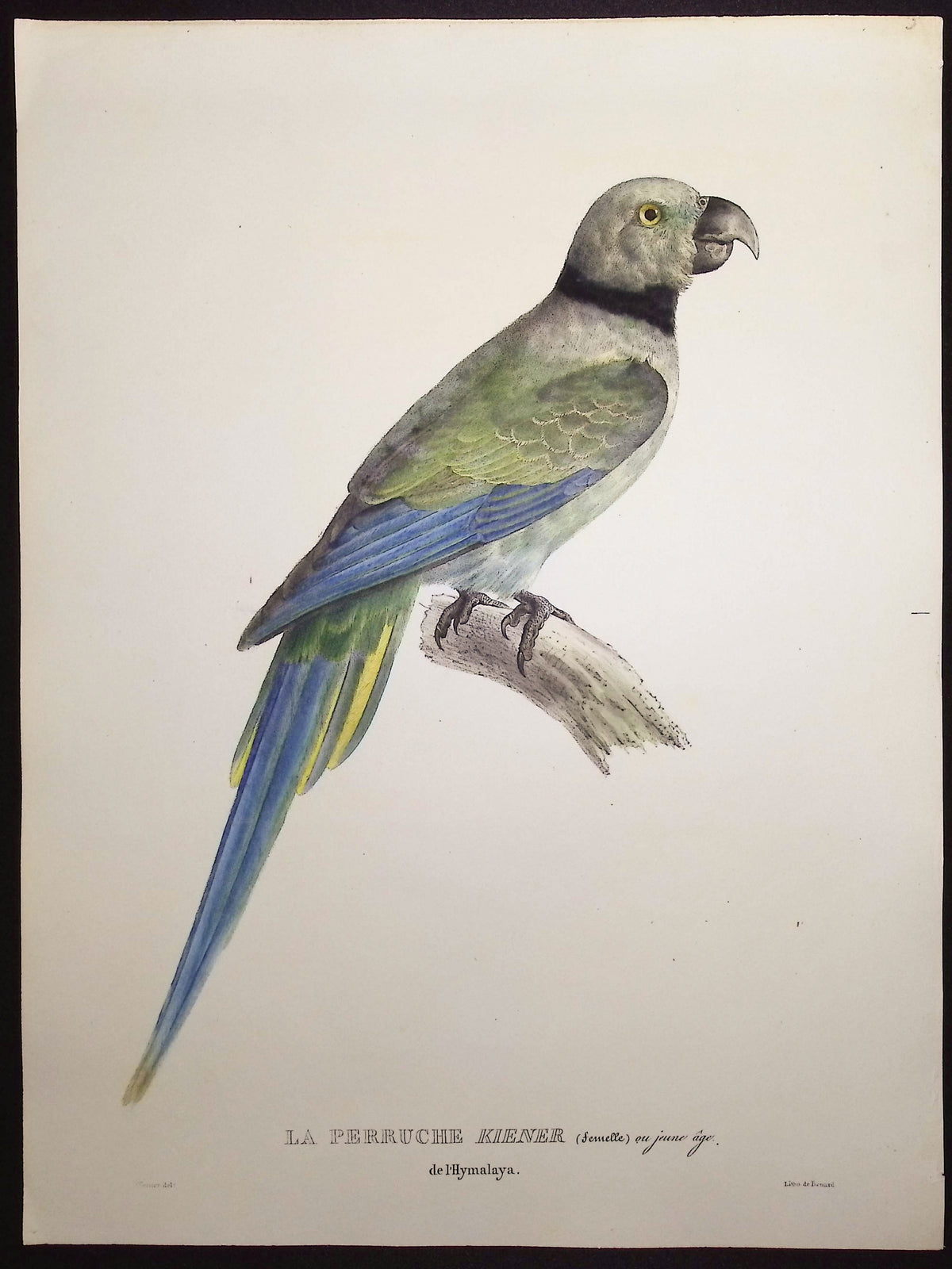 Kiener's Parakeet (Young Female)
