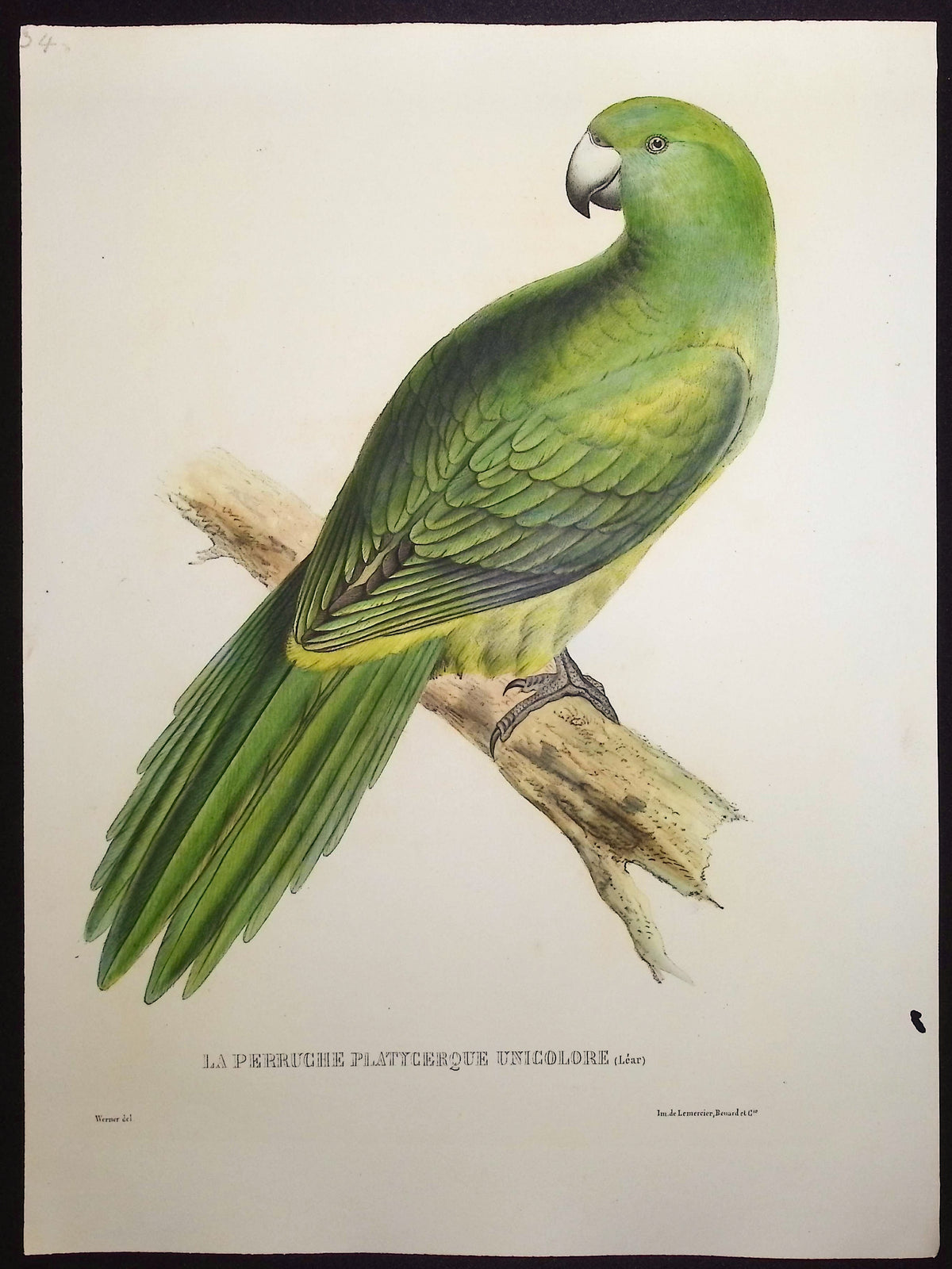 Broad-Tailed Parakeet