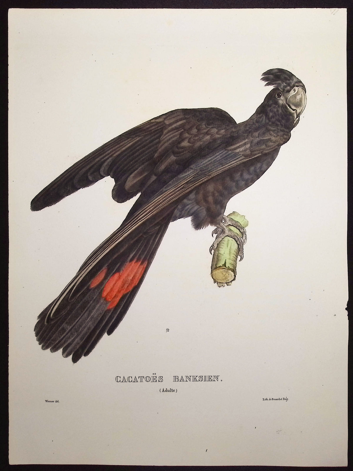 Banks' Cockatoo
