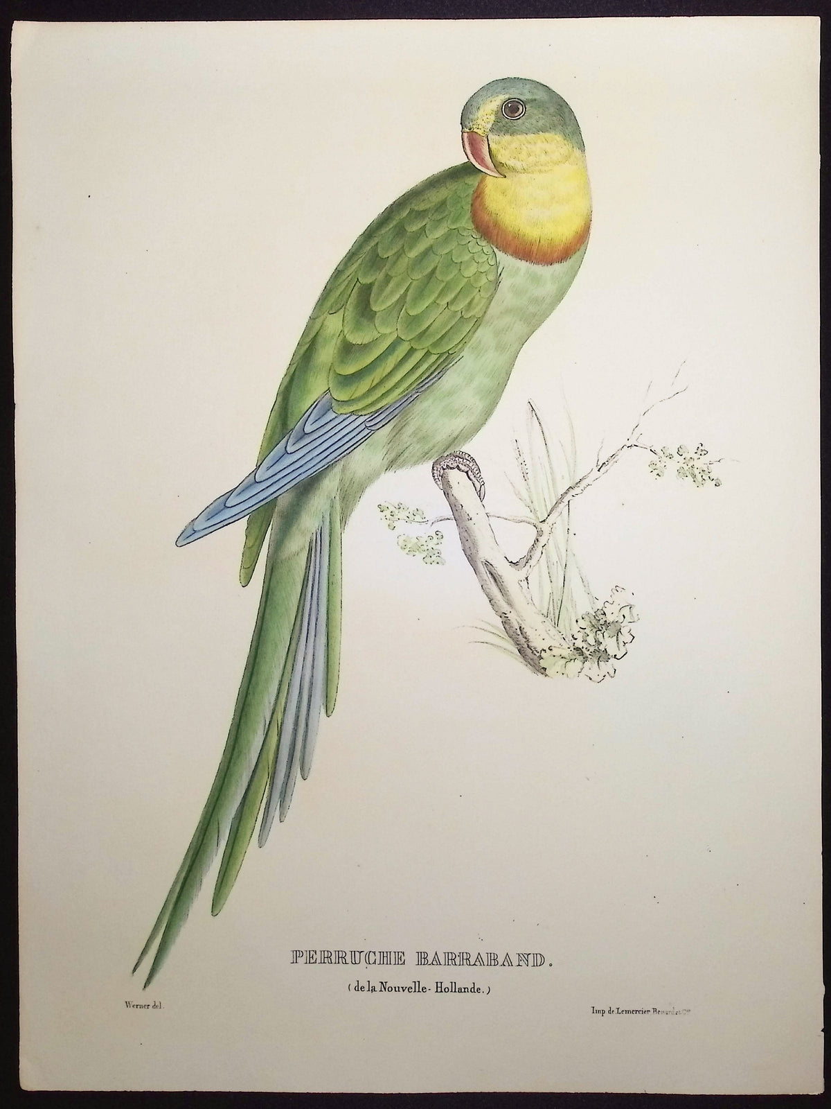Barraband's Parakeet
