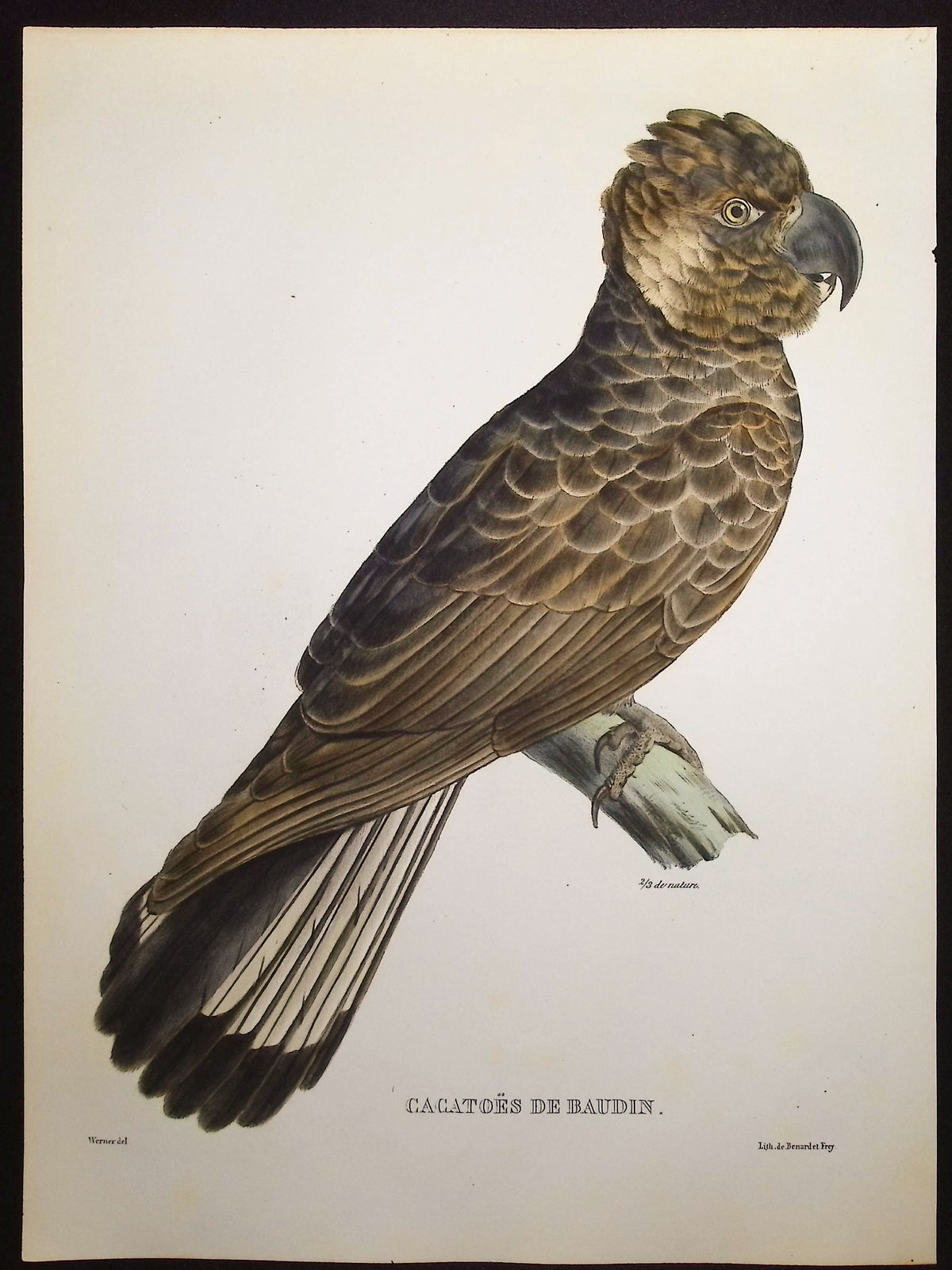 Baudin's Cockatoo