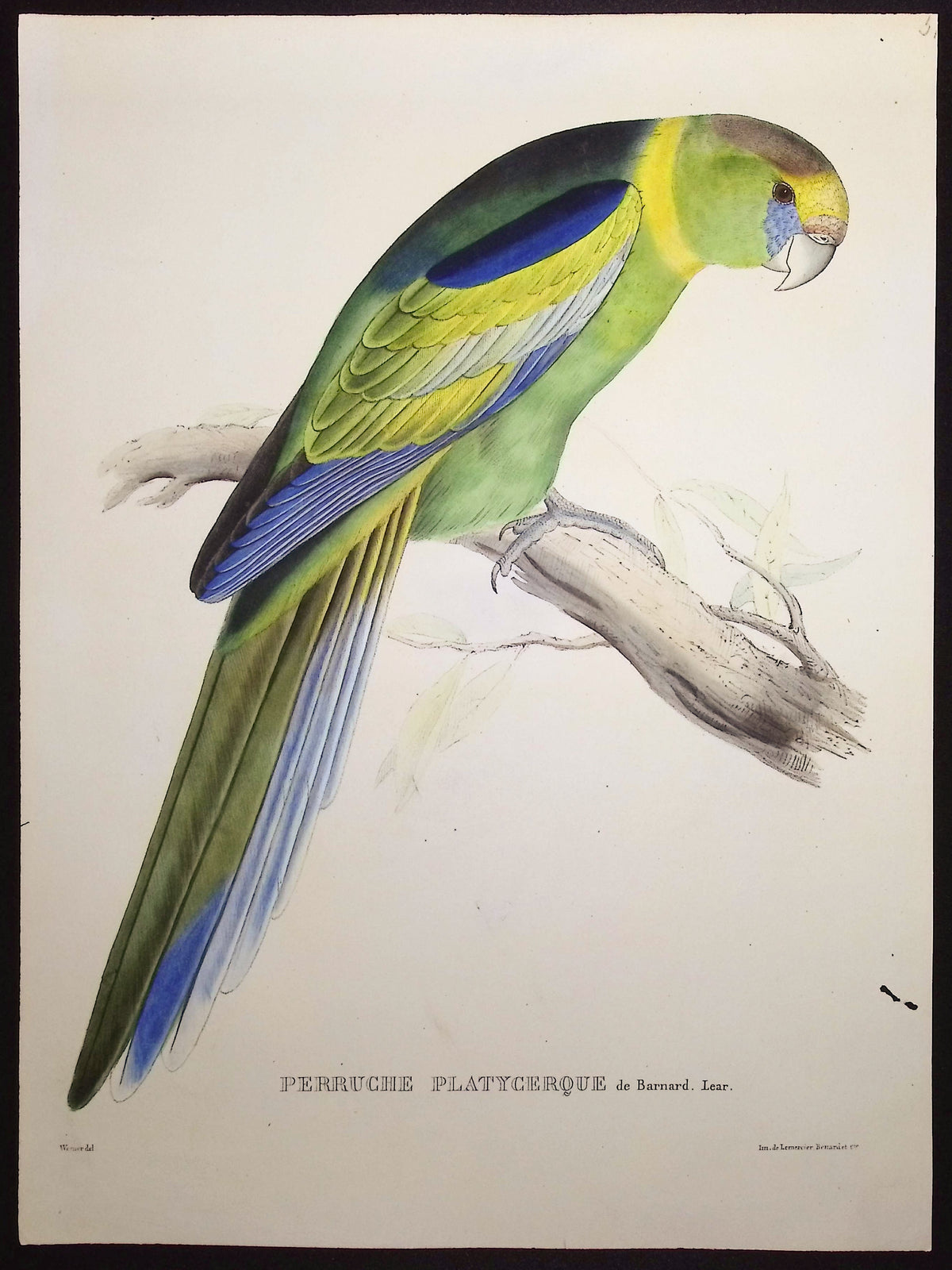 Barnard's Broad-Tailed Parakeet