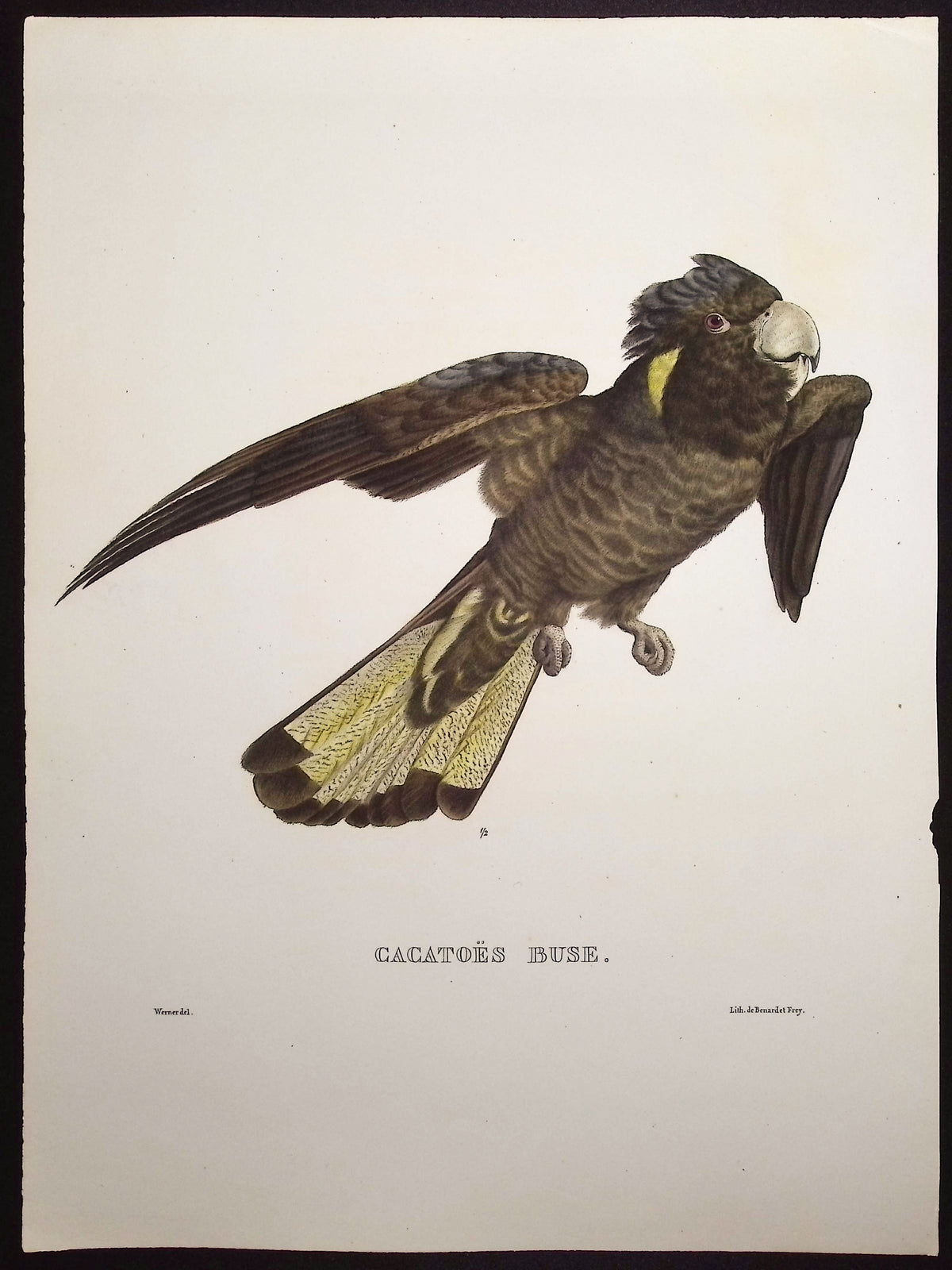 Cockatoo