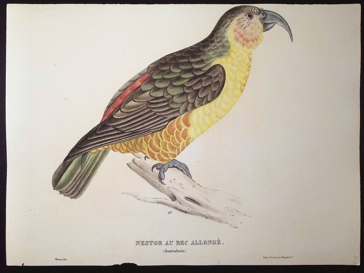 Norfolk Kaka (Extinct)