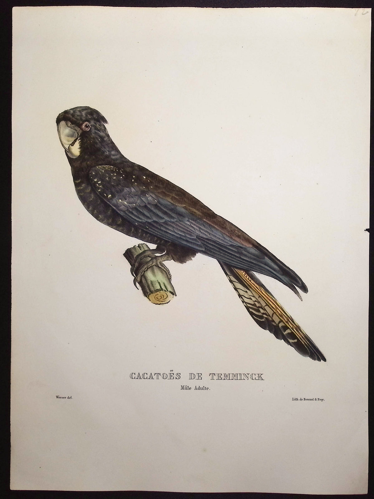 Temminck's Cockatoo