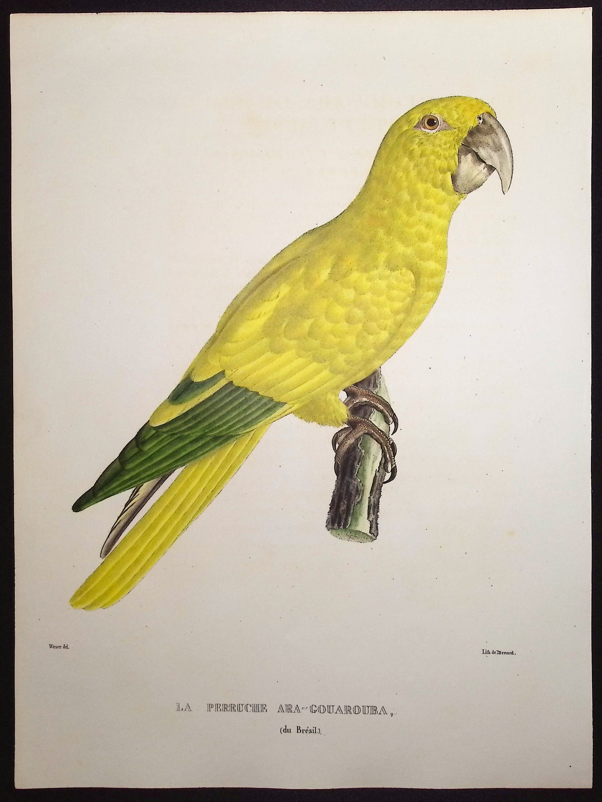 Golden Parakeet