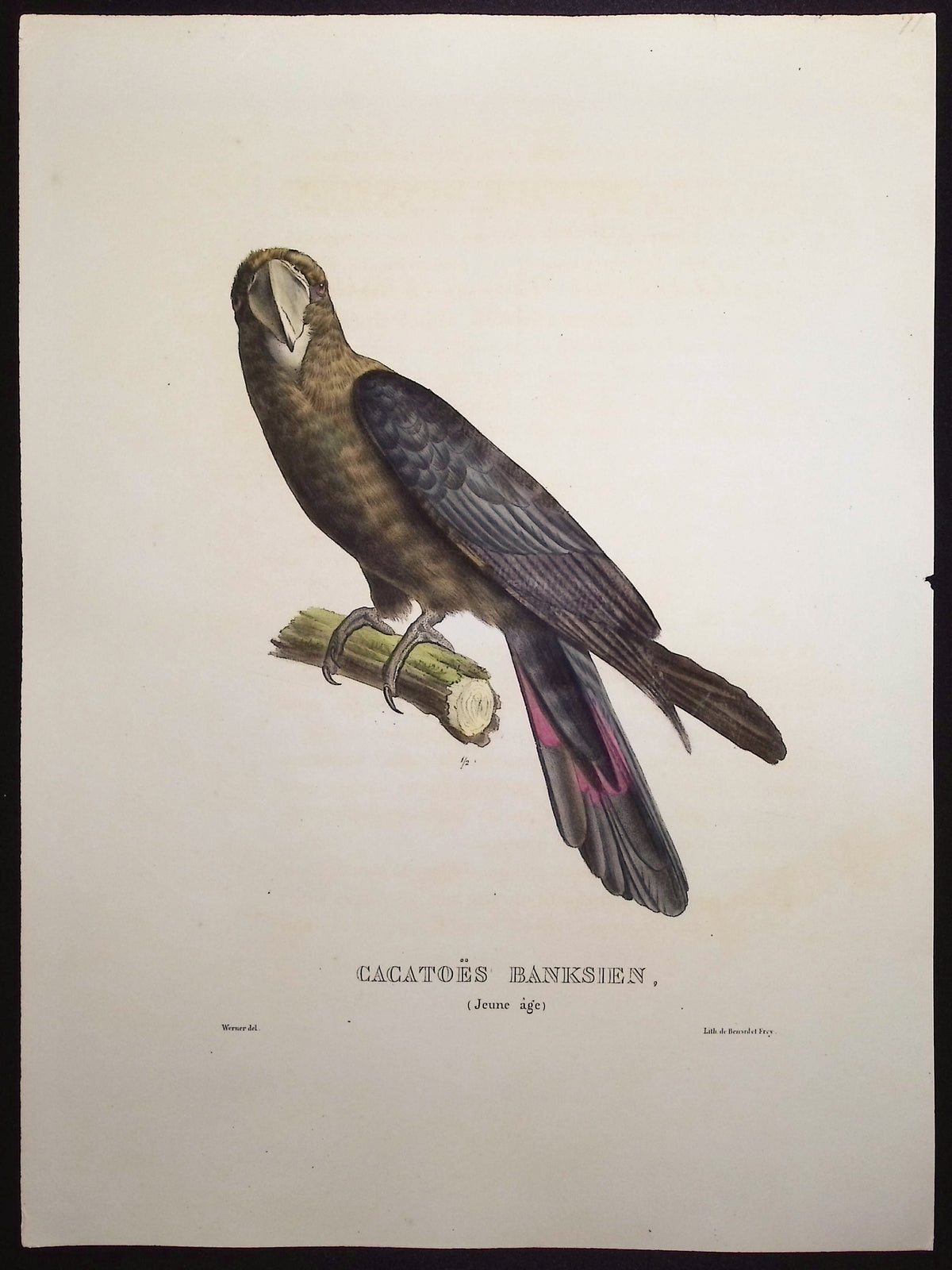 Banks' Cockatoo (Young)