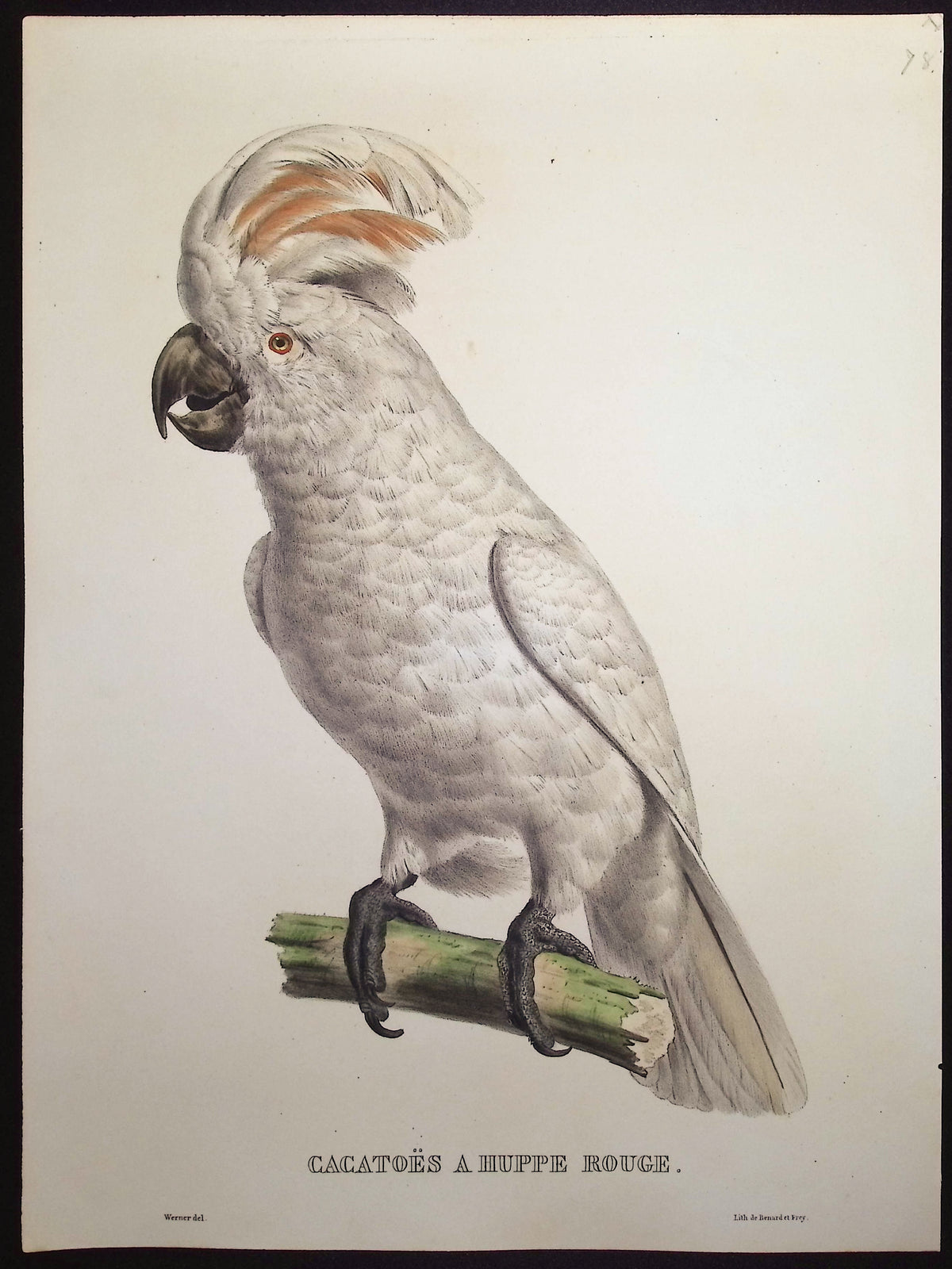 Red-Crested Cockatoo