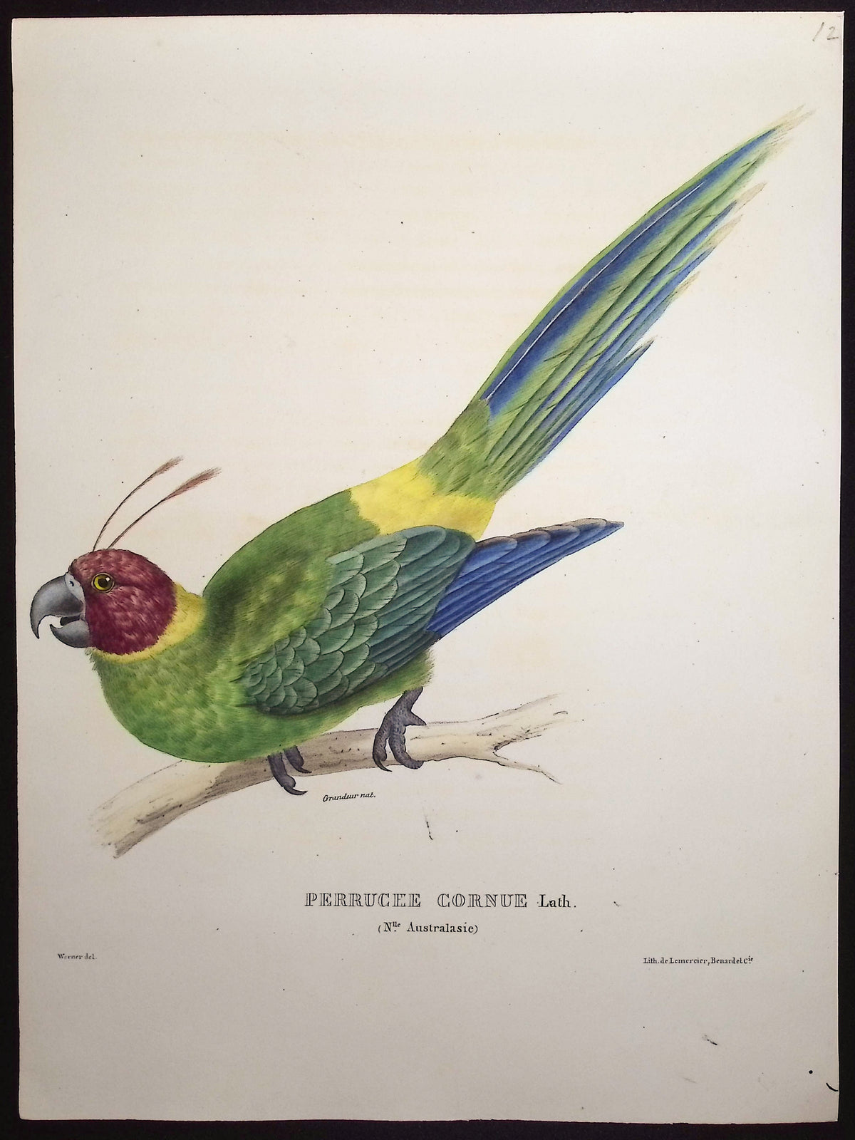 Horned Parakeet