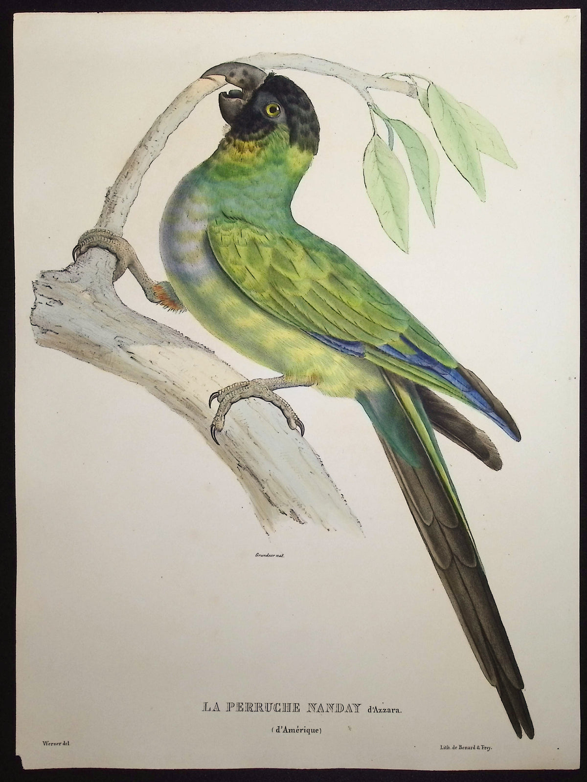 Nanday Parakeet