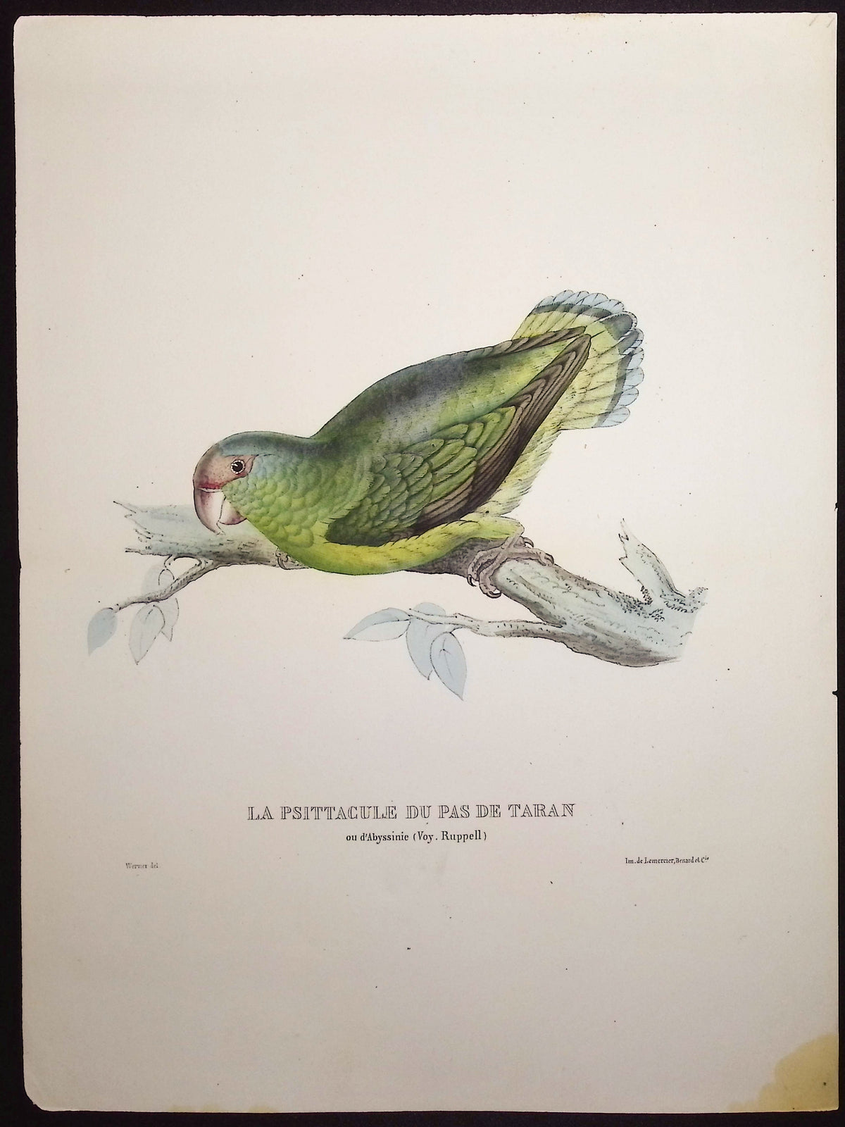 Taran's Pass Parakeet